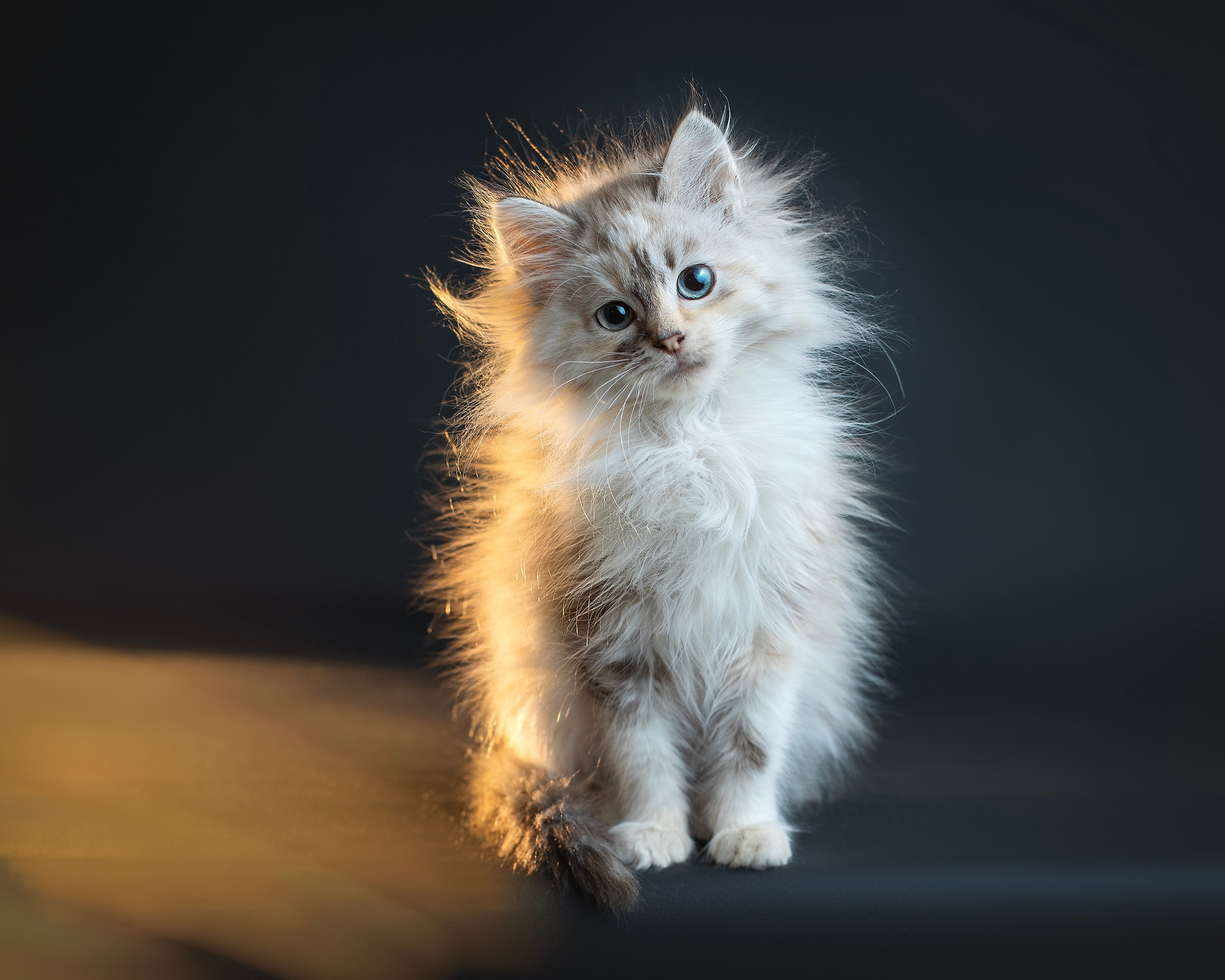 Котики. Фотограф анималист в Москве Майорова Евгения