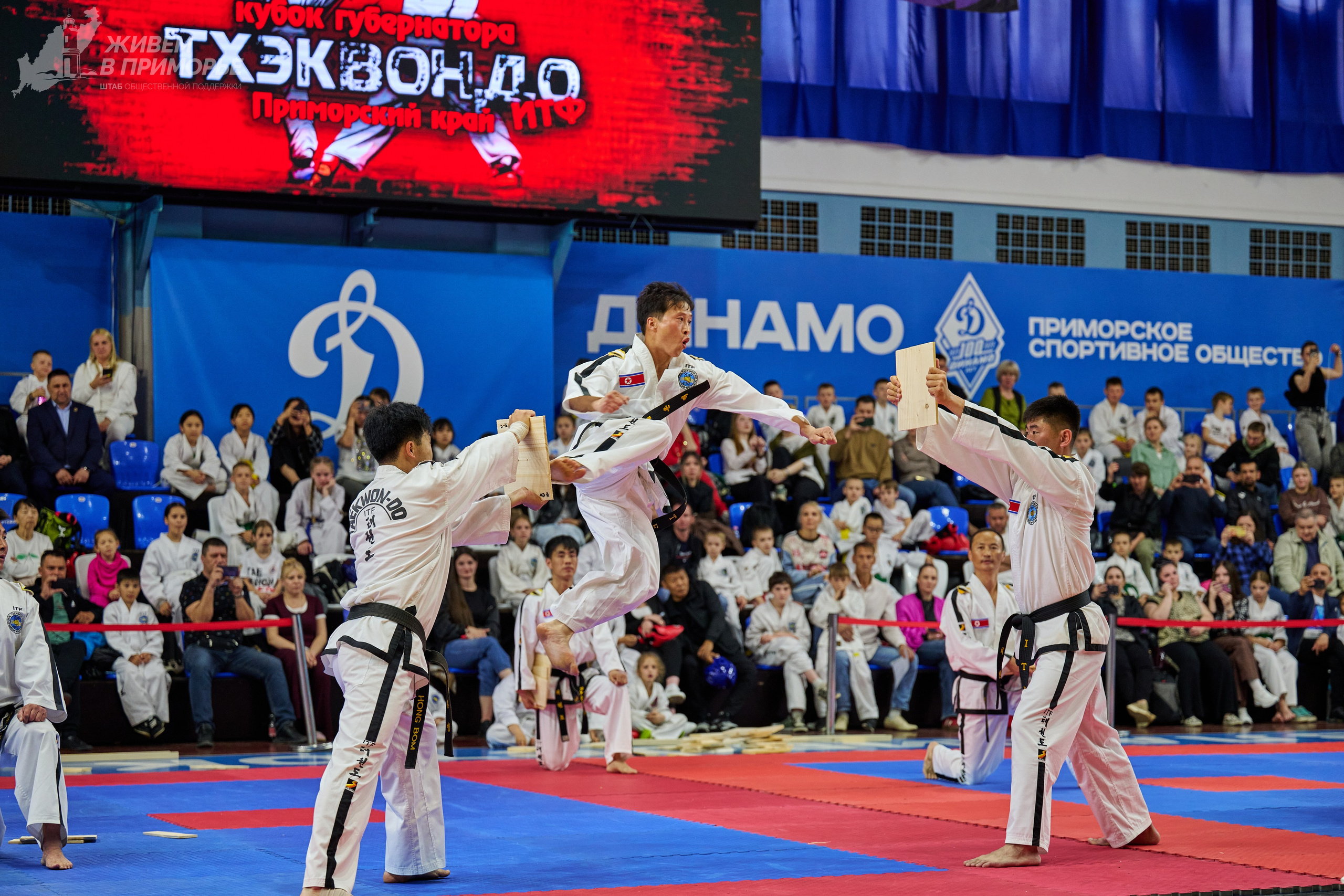 Кубок губернатора по тхэквондо. Профессиональный репортажный фотограф Инесса Иминова