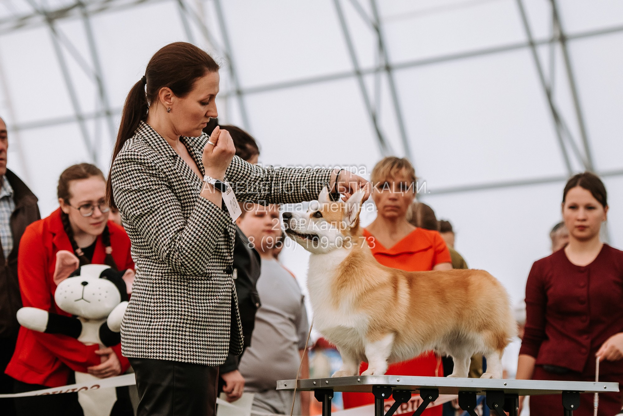 Выставка собак Красноярск 2.06. Фотограф Диана Оленина Красноярск / Братск