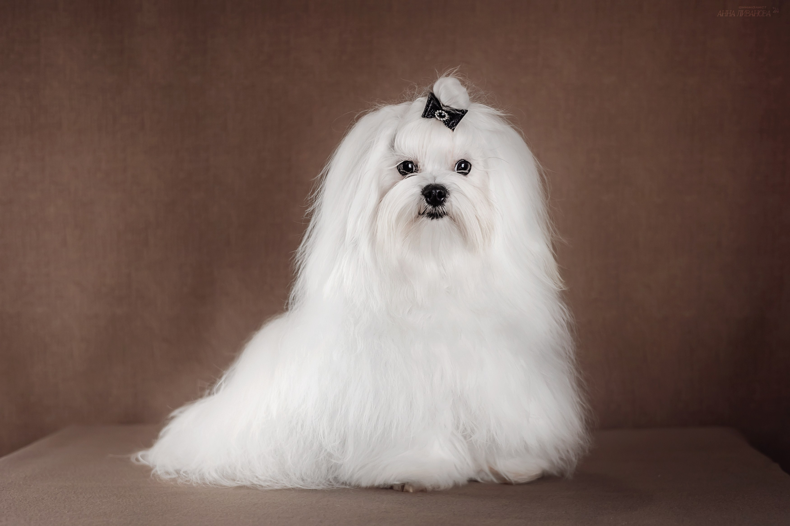 Мальтезе. Фотограф анималист Аня Ливанова | Рыбинск
