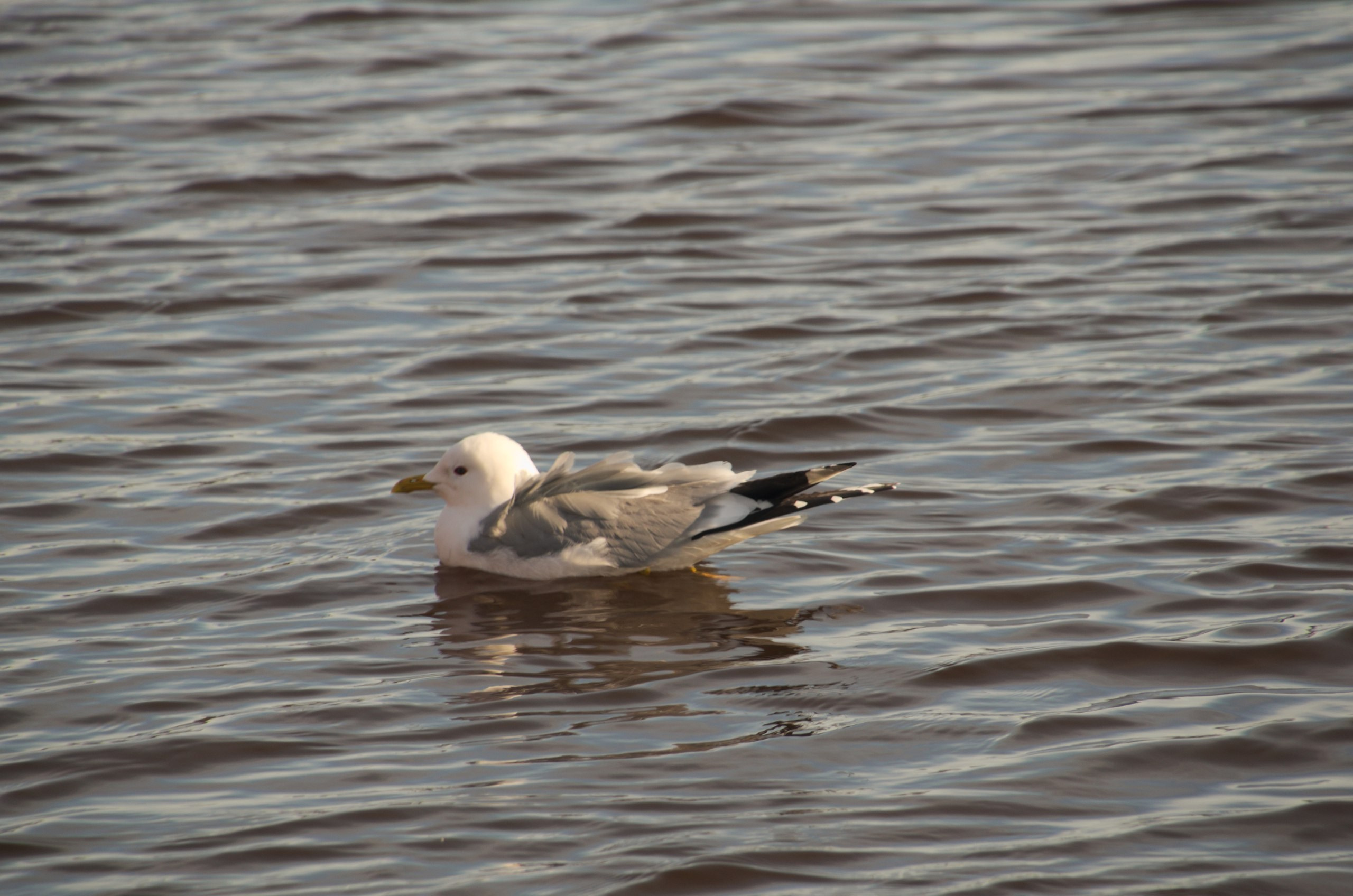 Покров | 09.04.2017. Галерея Фантим