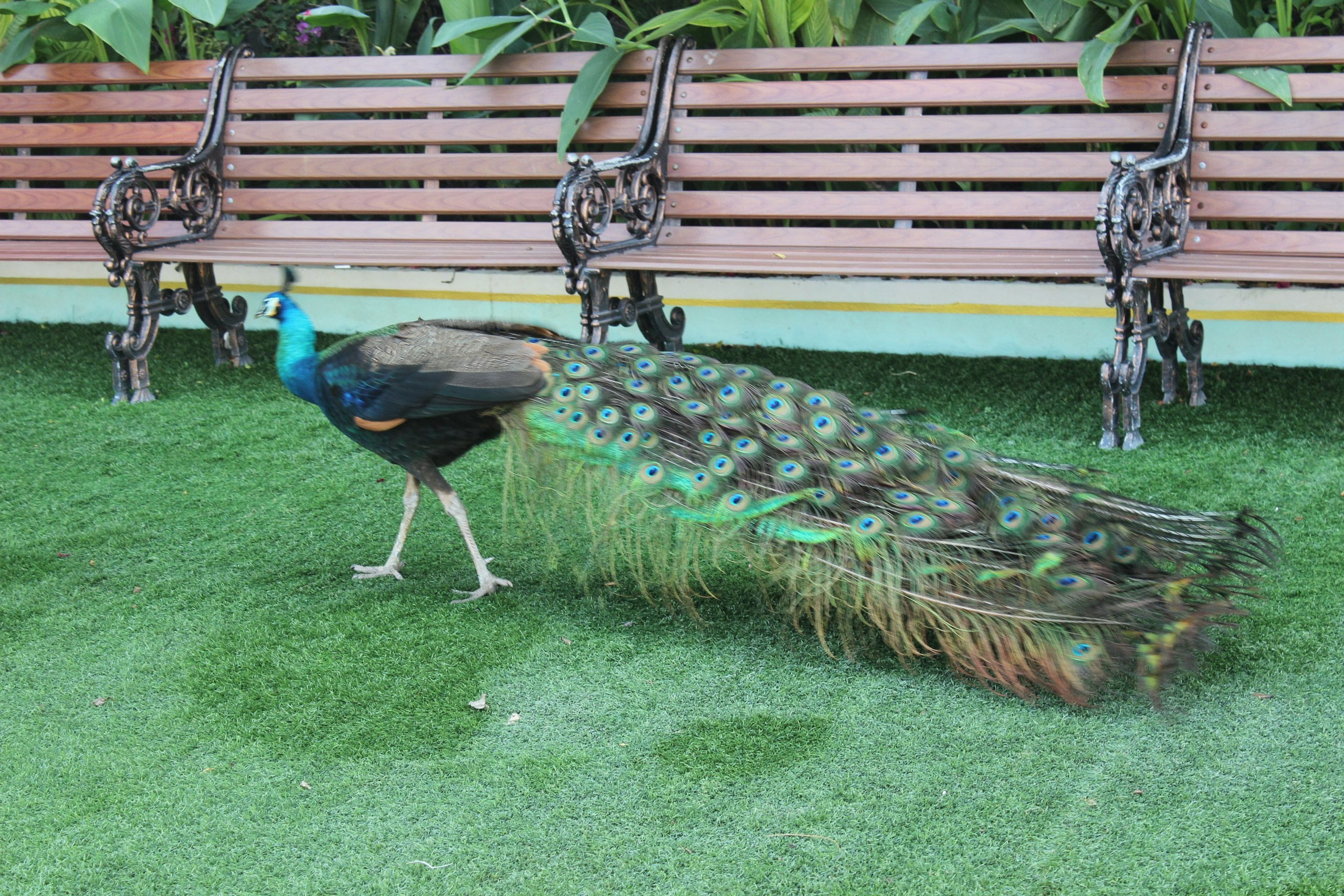 Таиланд |10-25.02.2018. Галерея Фантим