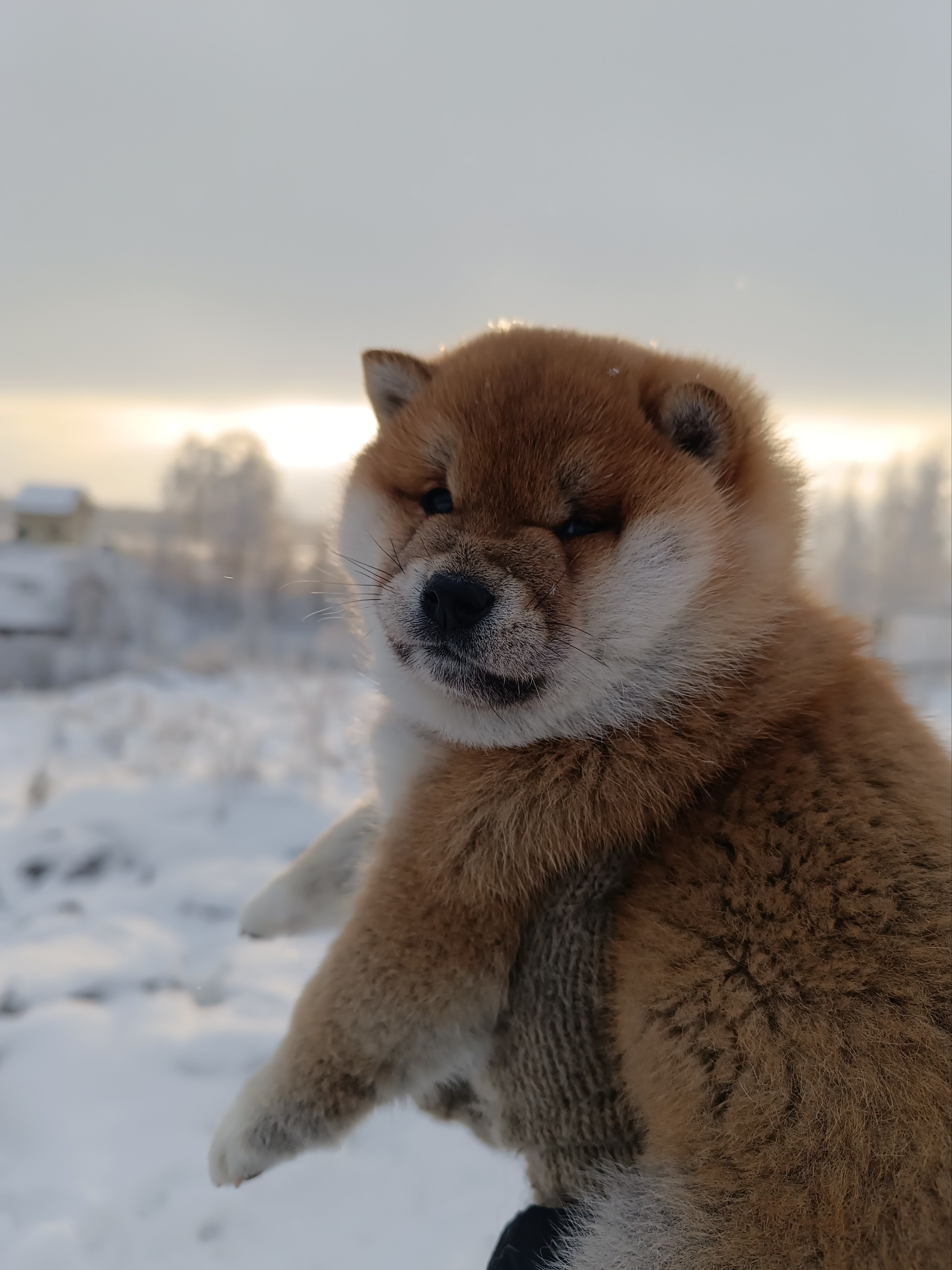 сиба питомник Рубилайт щенки на продажу rubylight  сиба щенки купить СПб Санкт-Петербург 