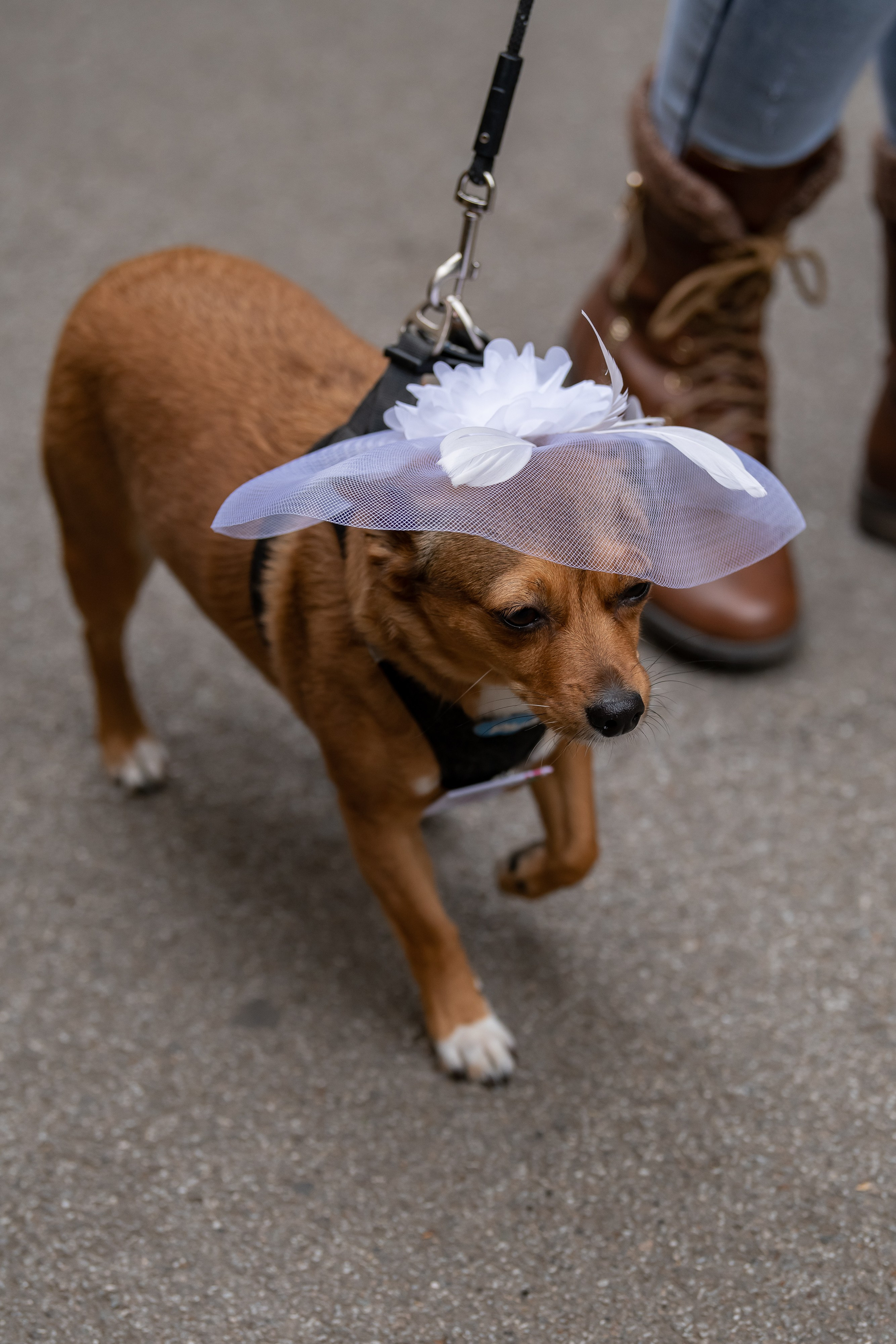 Барселона. Парад шляп. 2019. Дима Бабушкин. Фотограф. Подиум. Репортаж. Творчество. Дорого