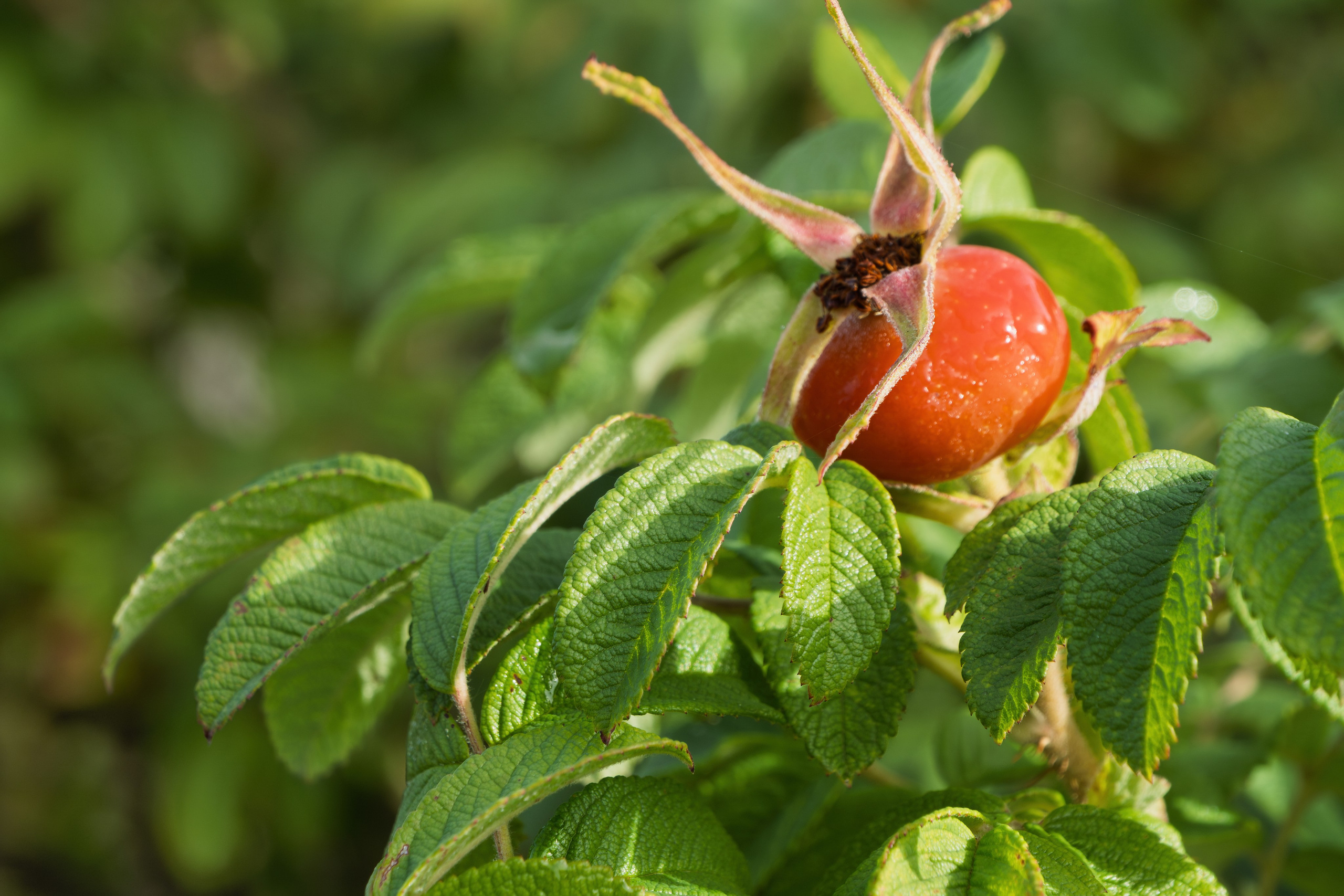 Голубые озера, Псковская область. Октябрь 2024. Фотограф Никифоров-Гордеев Сергей. Москва и МО