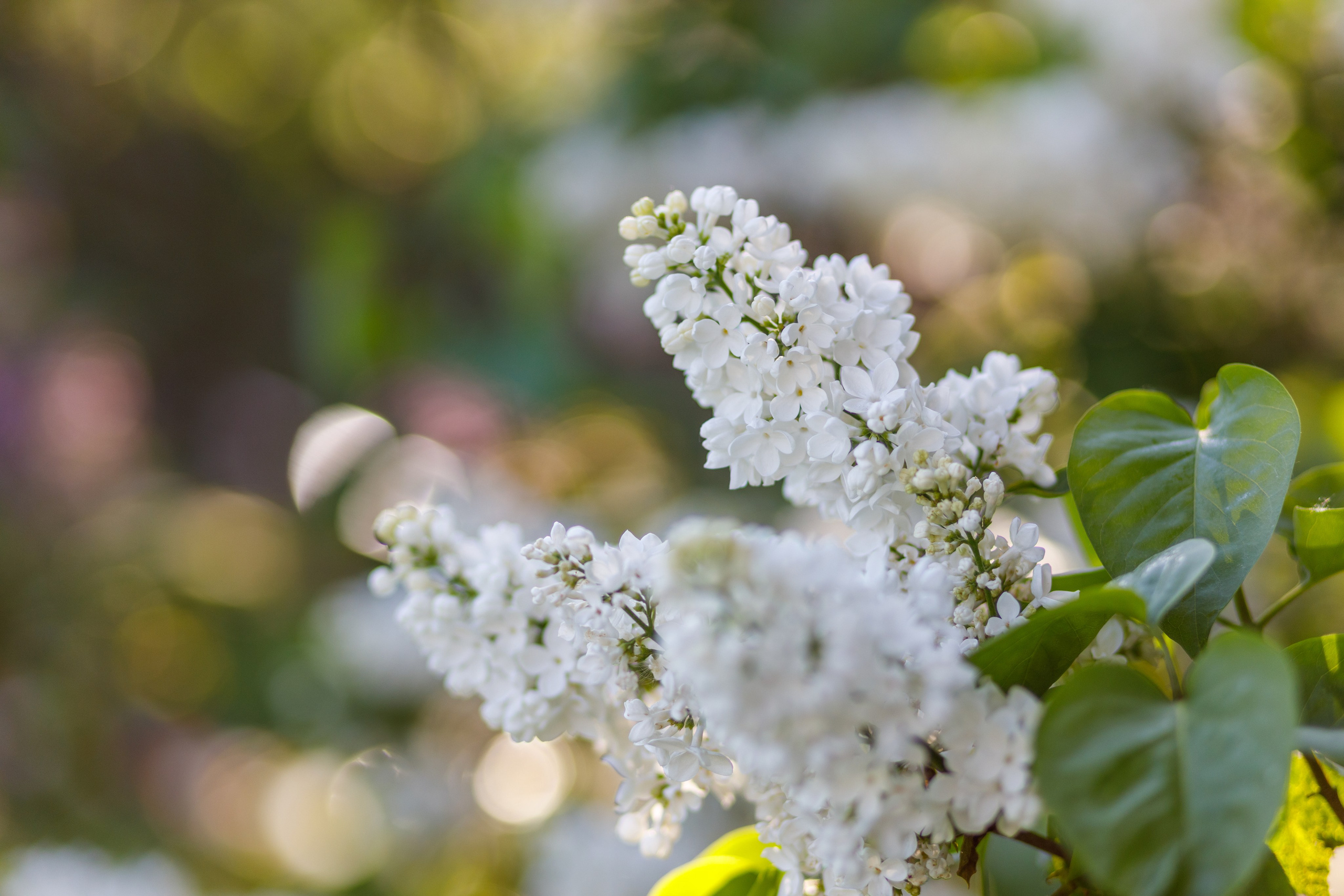 Сирень Колесникова