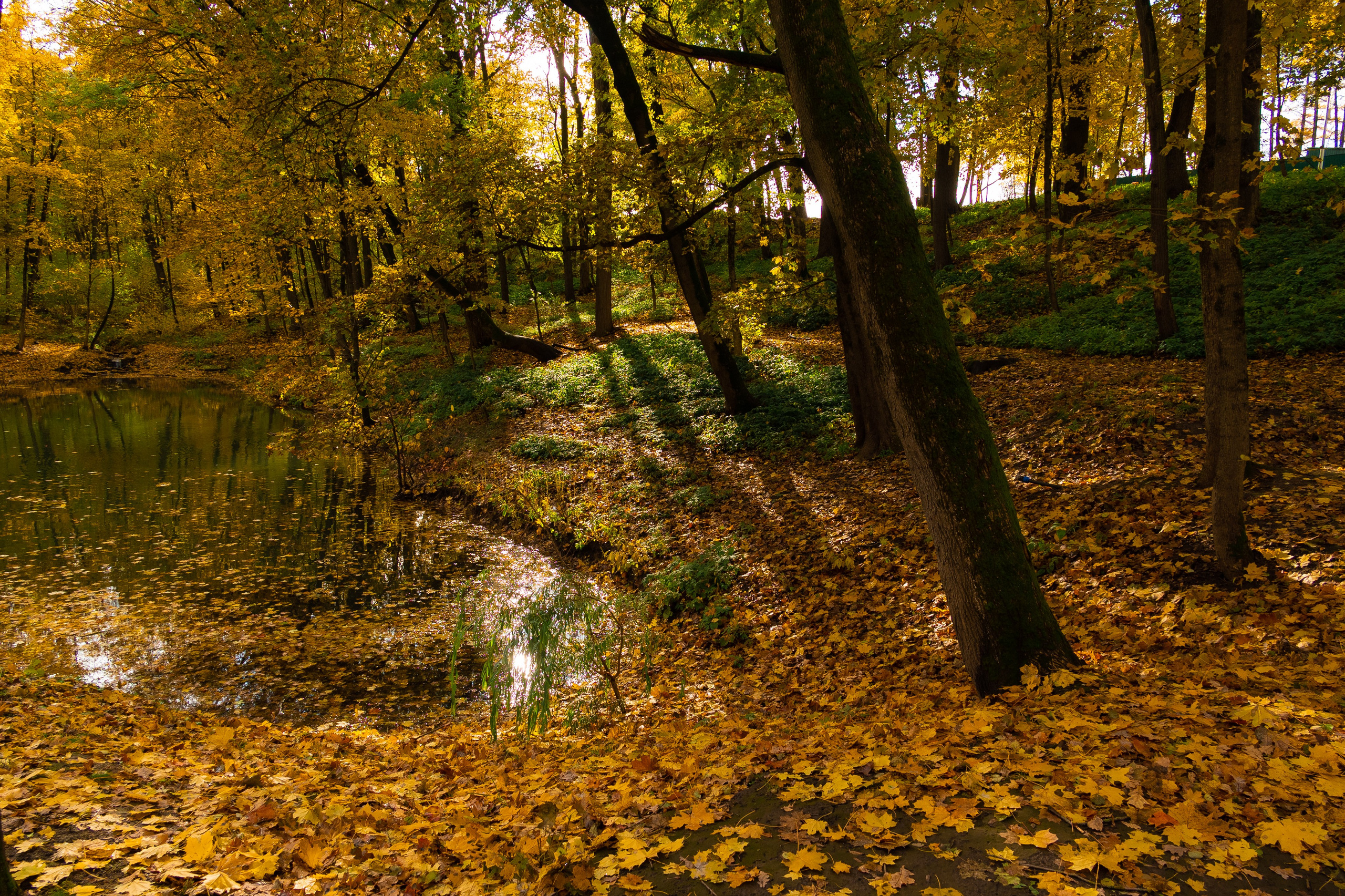 Платоновский парк. Фотограф и видеооператор в Туле | Даниил Рыбак