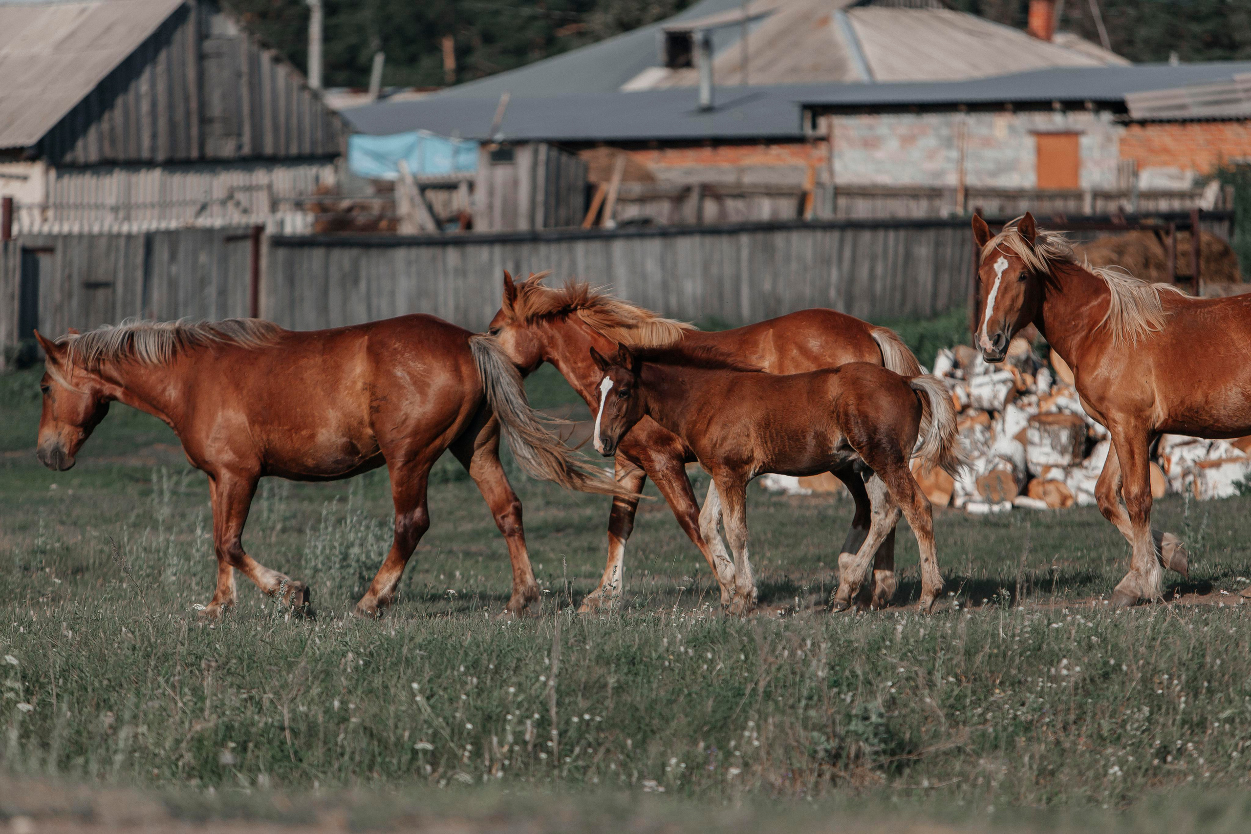 Деревня. Репортажный фотограф в Новосибирске