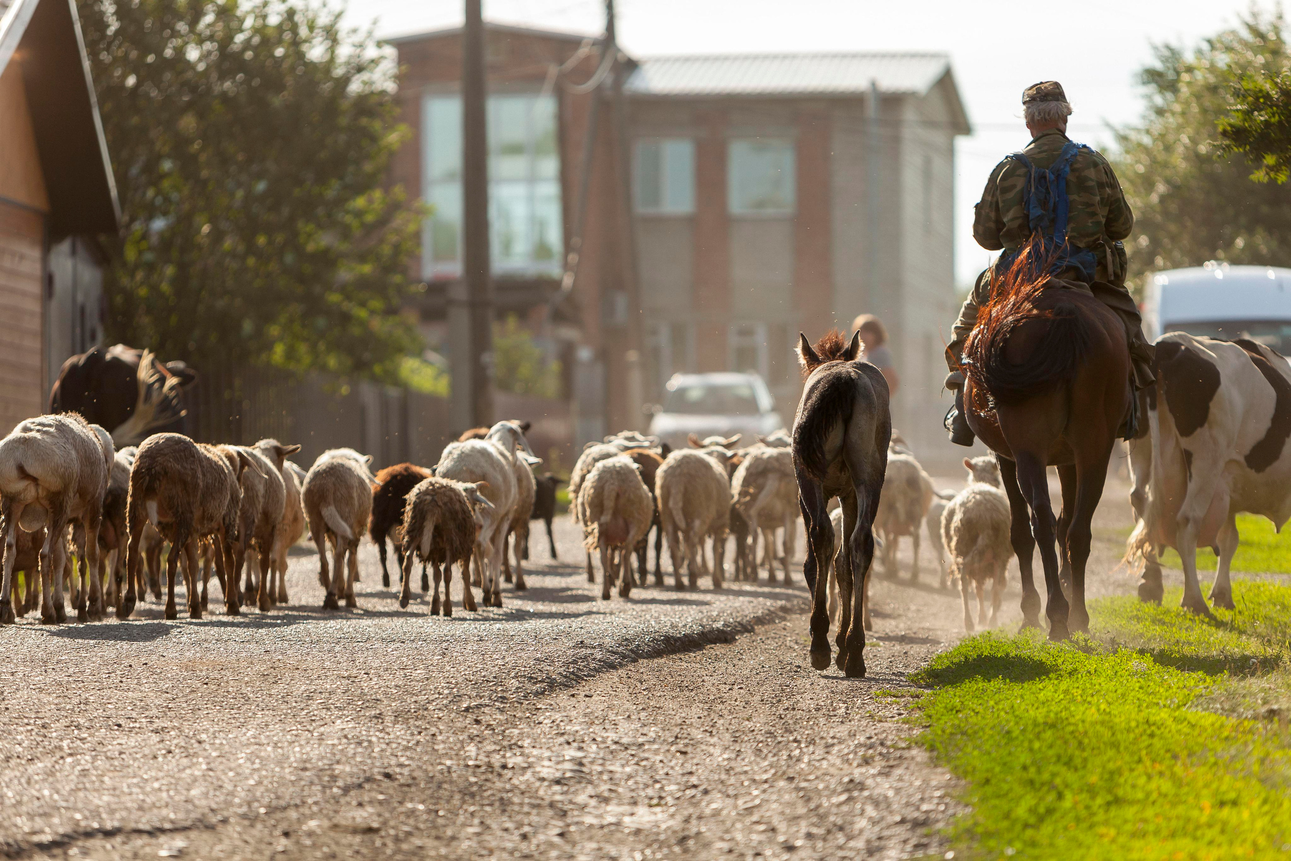 Деревня. Репортажный фотограф в Новосибирске