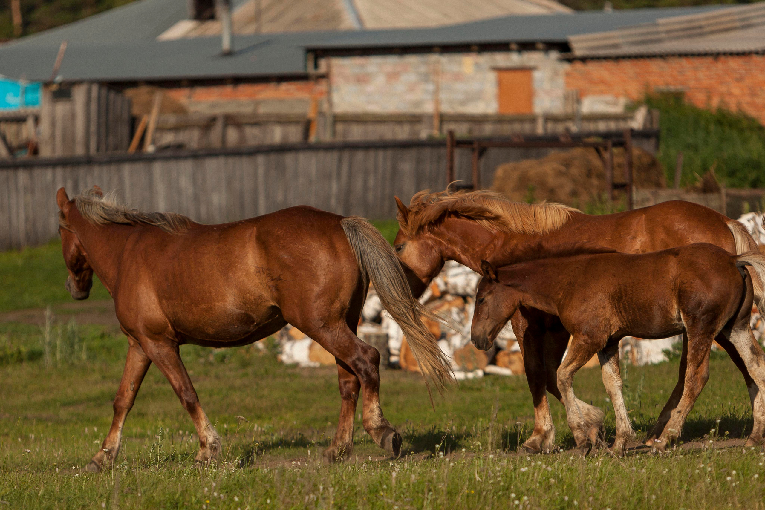 Деревня. Репортажный фотограф в Новосибирске