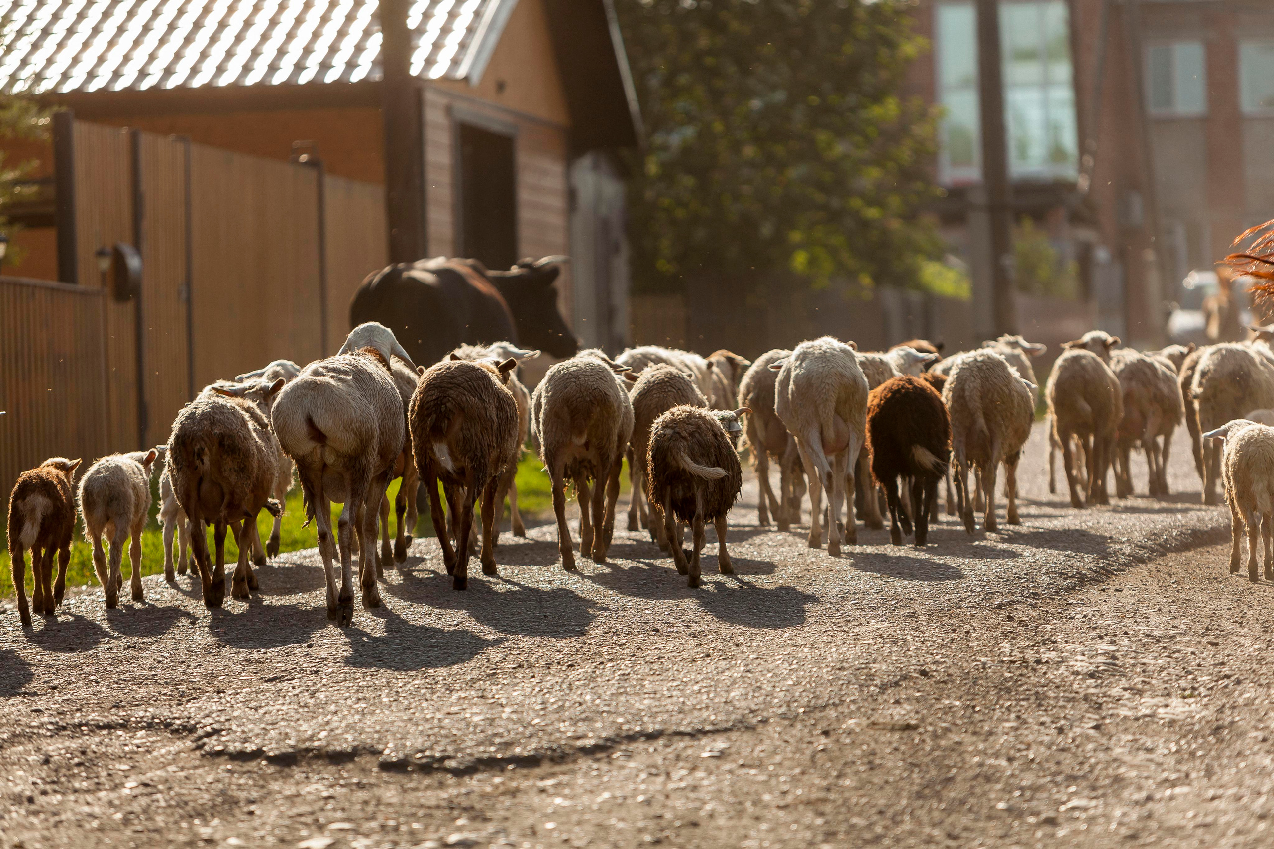 Деревня. Репортажный фотограф в Новосибирске