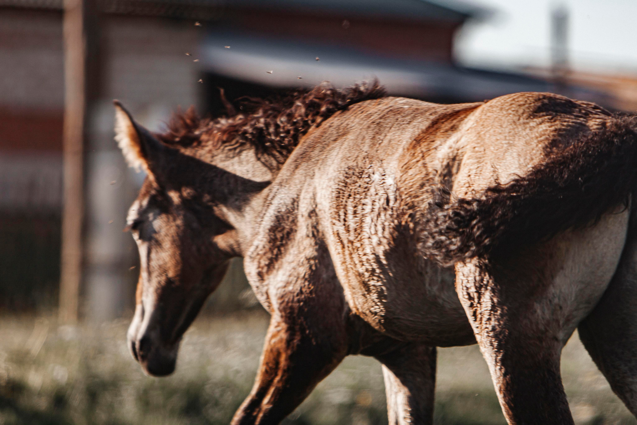 Деревня. Репортажный фотограф в Новосибирске