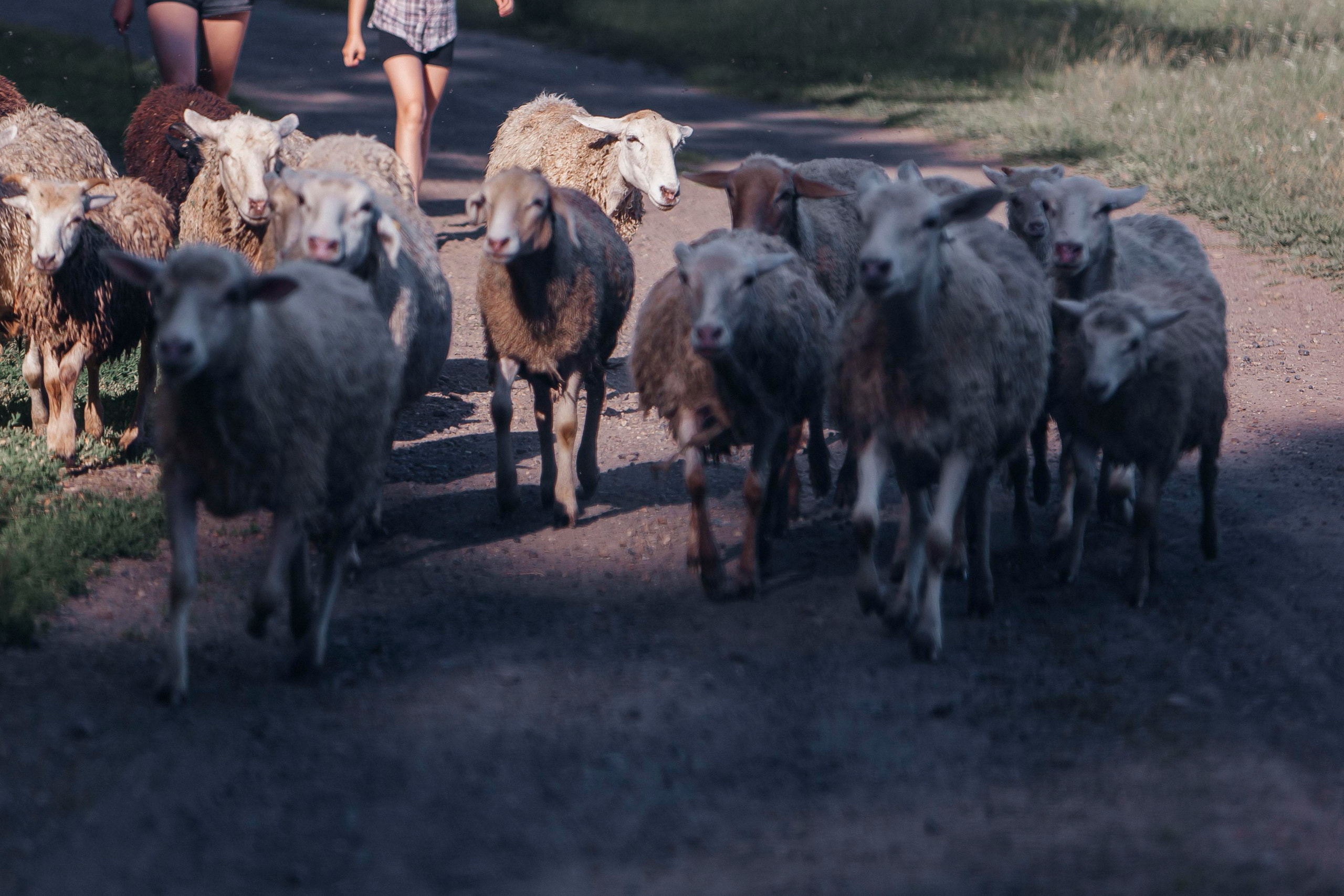Деревня. Репортажный фотограф в Новосибирске