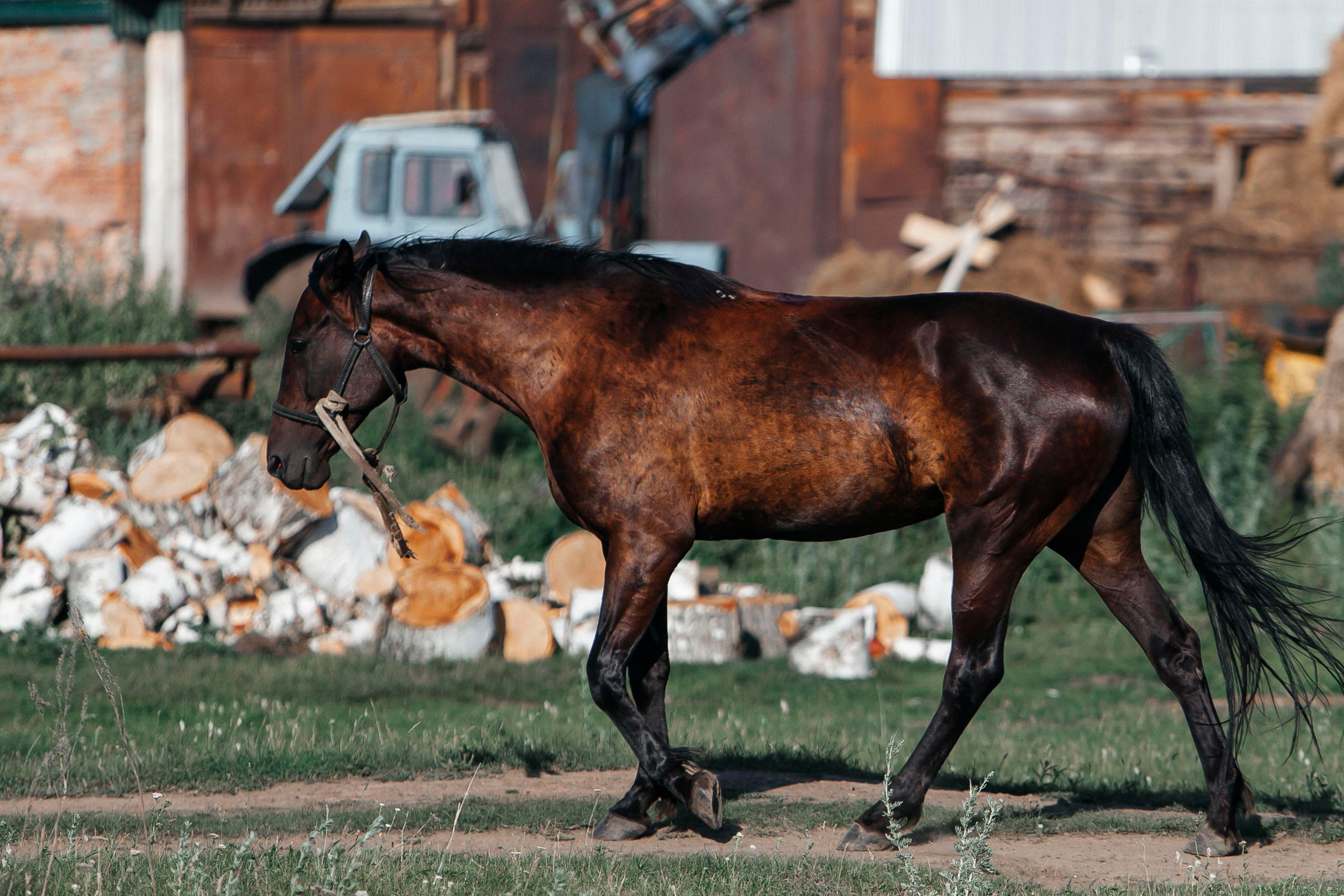Деревня. Репортажный фотограф в Новосибирске