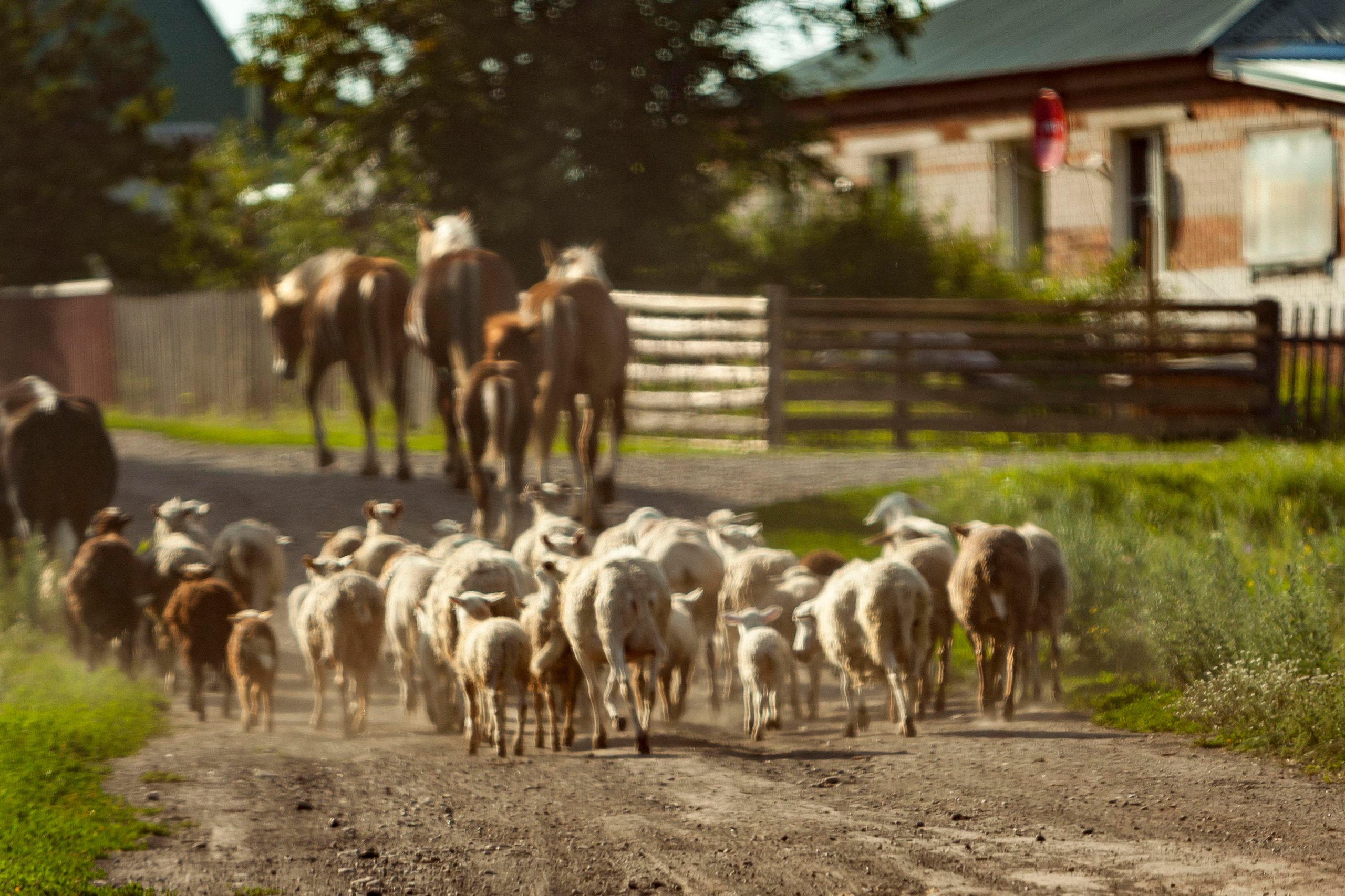 Деревня. Репортажный фотограф в Новосибирске