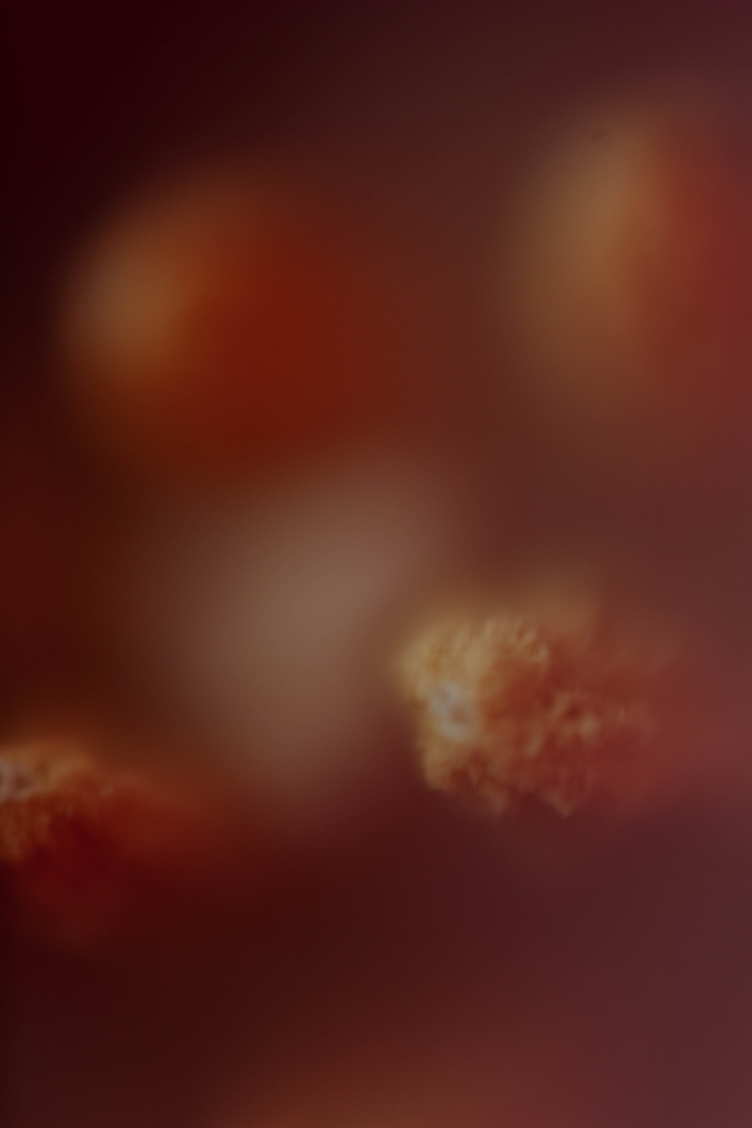 Tulips. Фотограф и видеограф Мария Банщикова, Солнечногорск, Москва