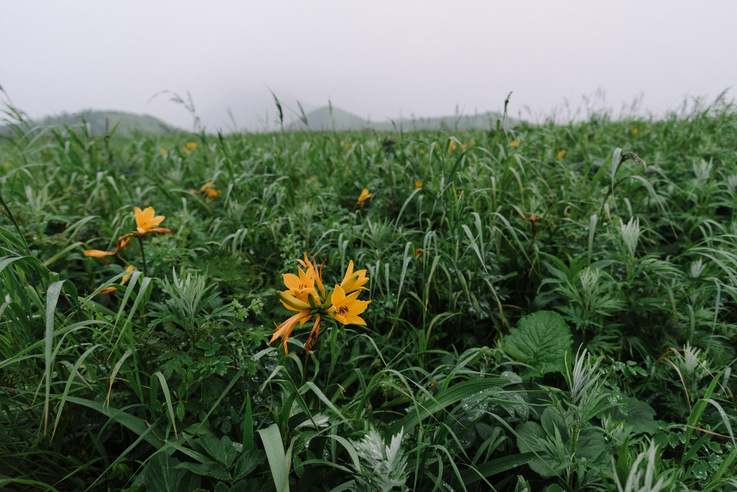 Сахалин и Курильские острова. Фотограф Алиса Калинина