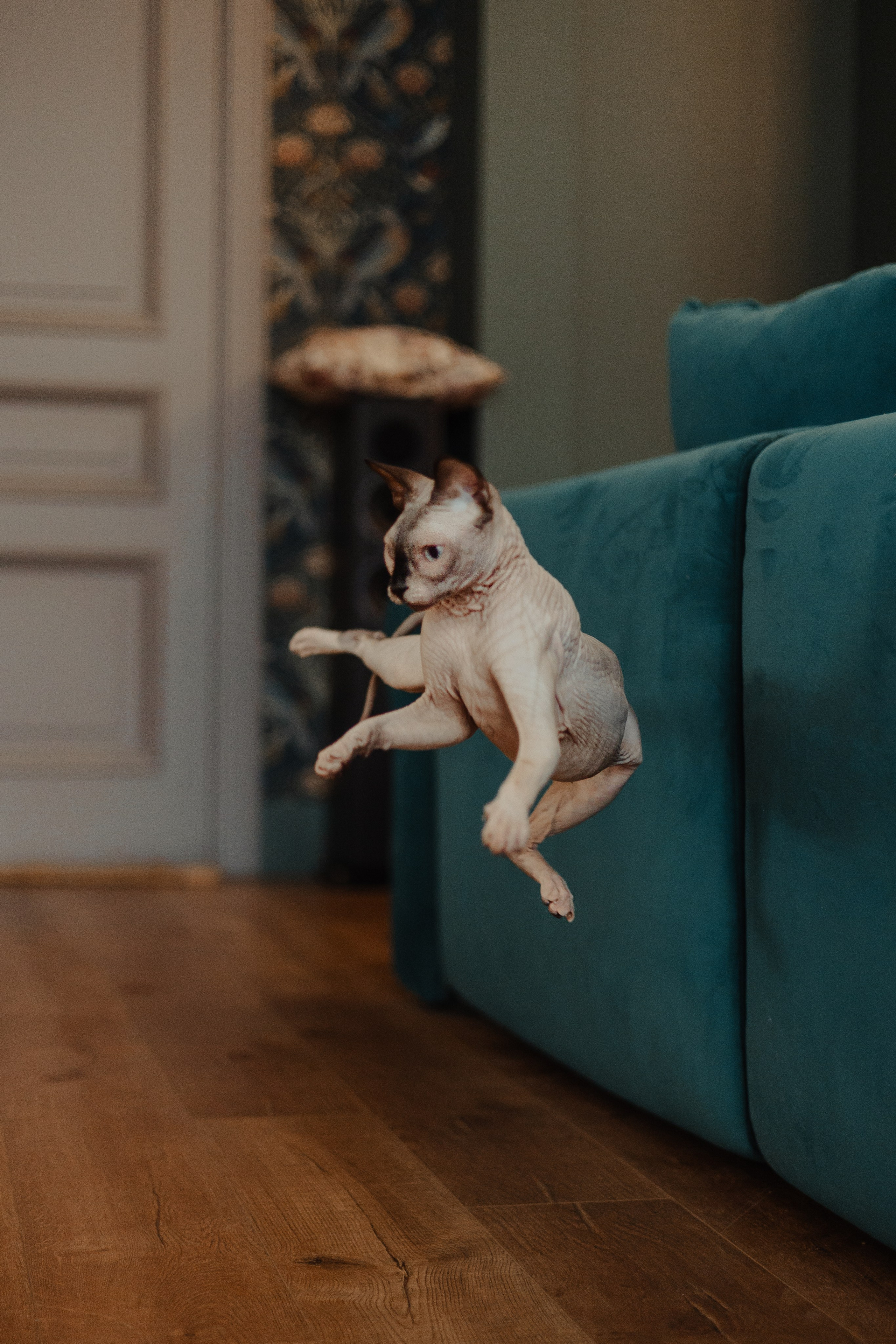 Алина, Илья и их хвосты. Фотограф Анималист Екатерина Справцева в Нижнем Новгороде