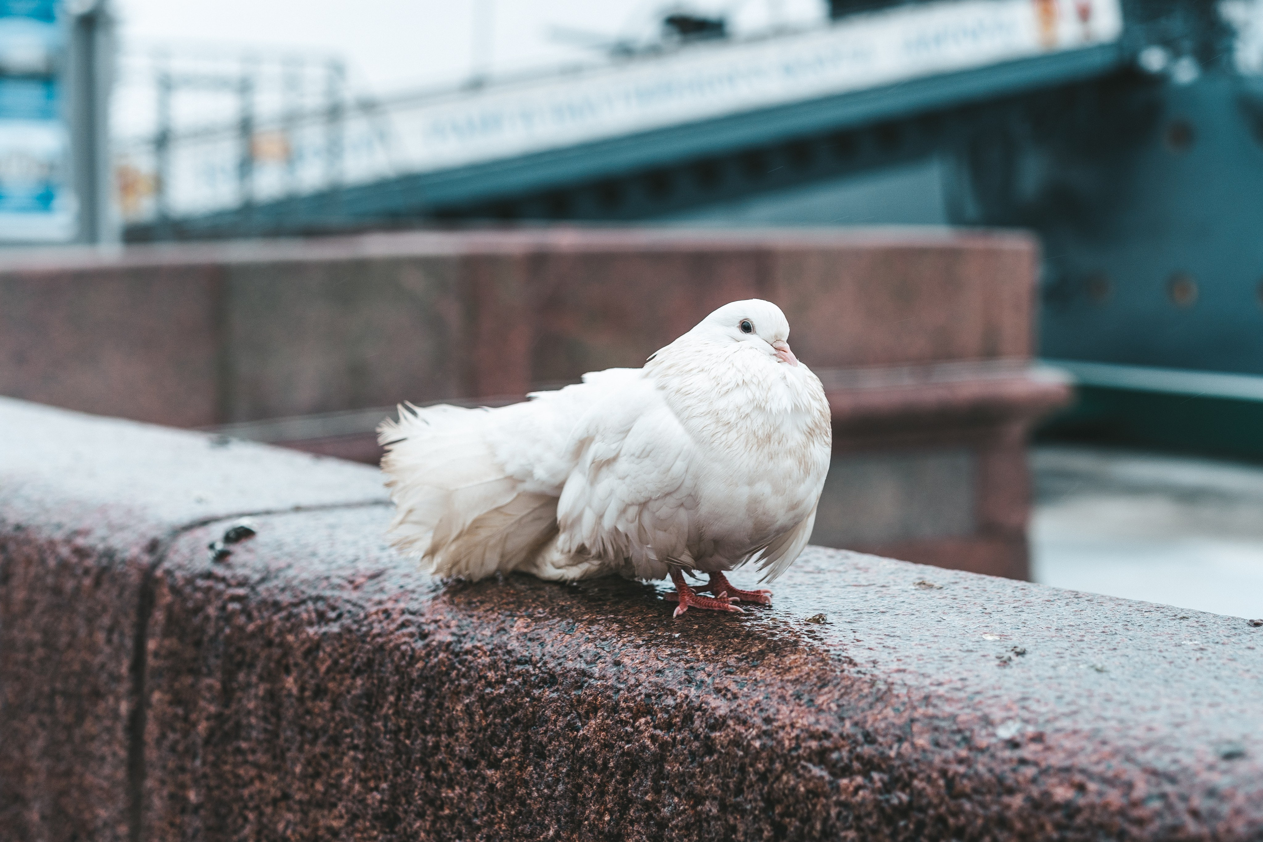 Санкт-Петербург. Репортажный, свадебный и портретный фотограф в Казани | Ринат Миниханов