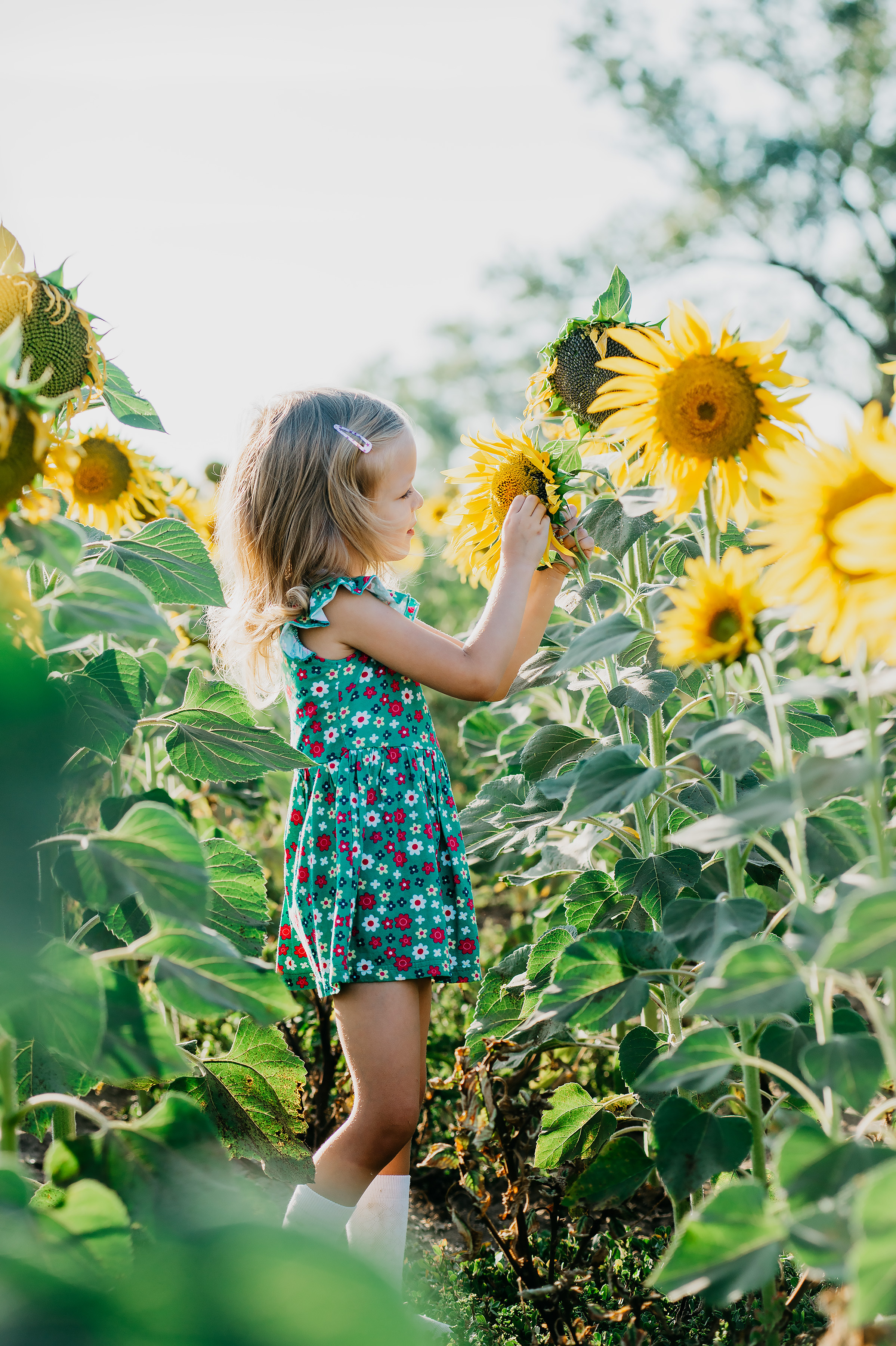 Фотосессия в подсолнухах 2020. Фотограф Ольга Бережная г. Михайловка
