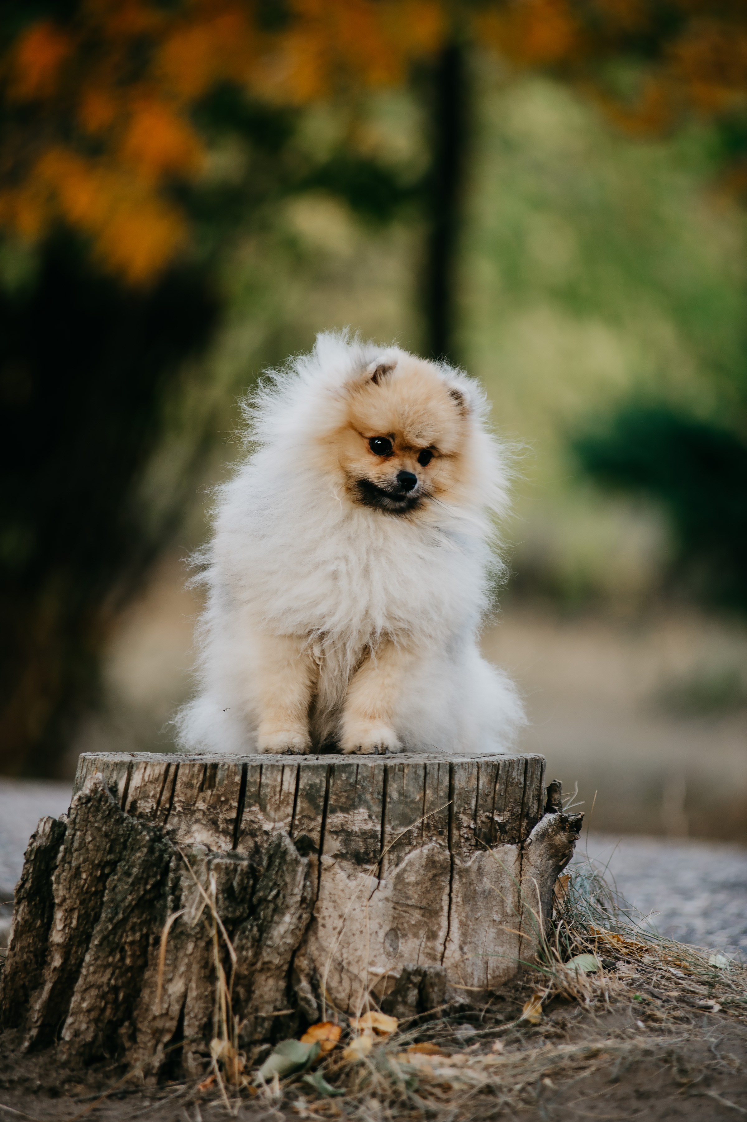 Дарья Осень 2020. Фотограф Ольга Бережная г. Михайловка