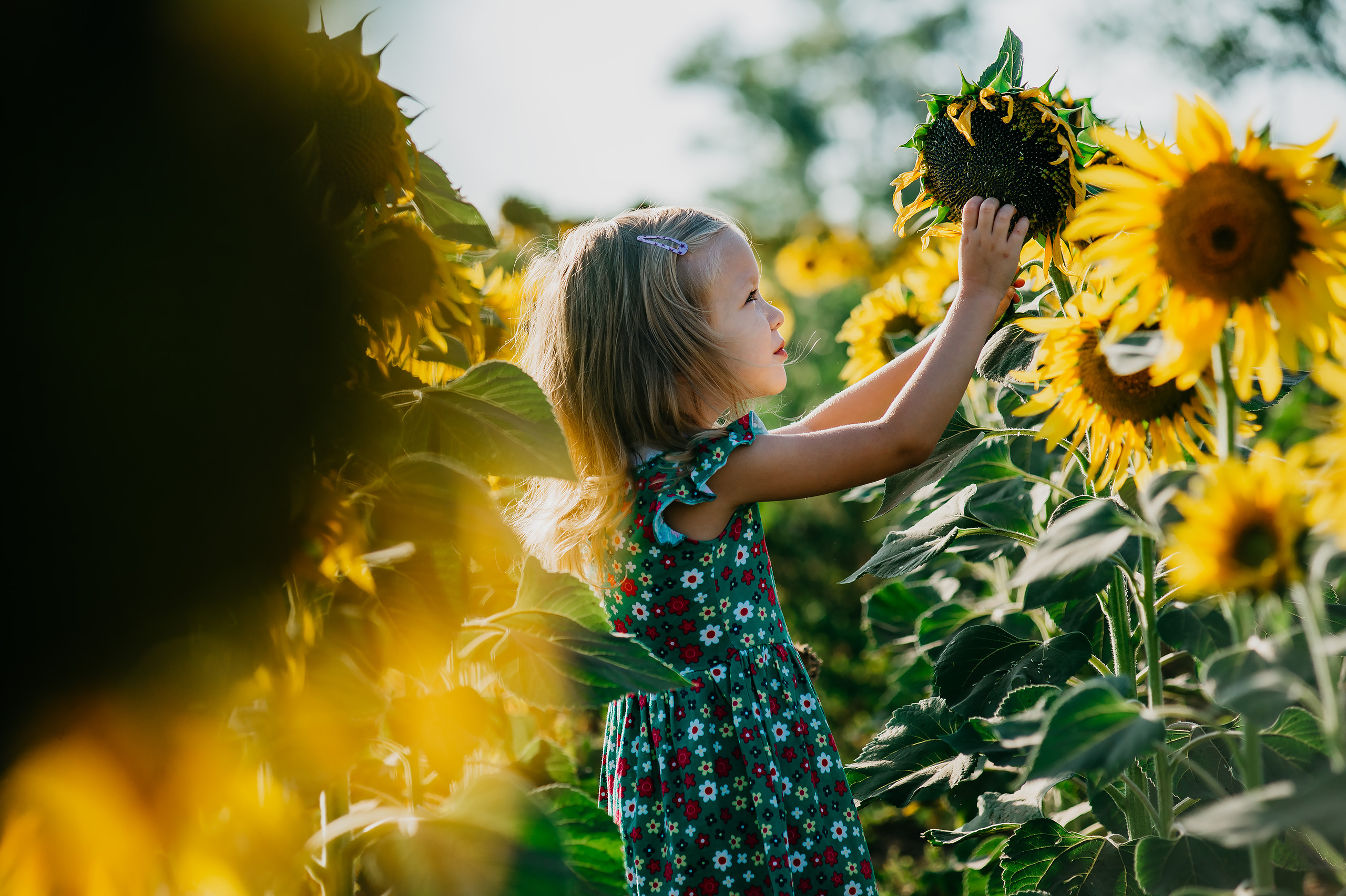 Фотосессия в подсолнухах 2020. Фотограф Ольга Бережная г. Михайловка