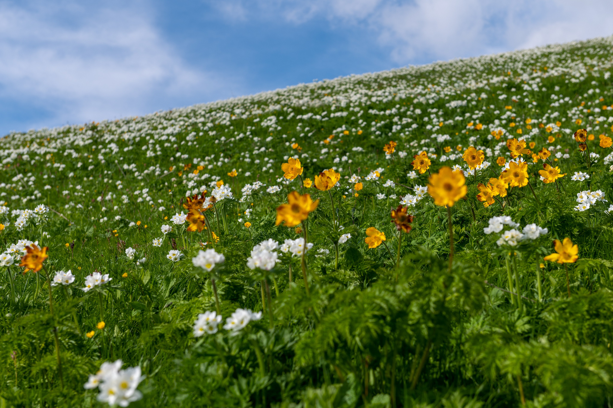 Путешествия и пейзаж. Репортажный фотограф в Красной Поляне и Сочи Павлюченко Екатерина