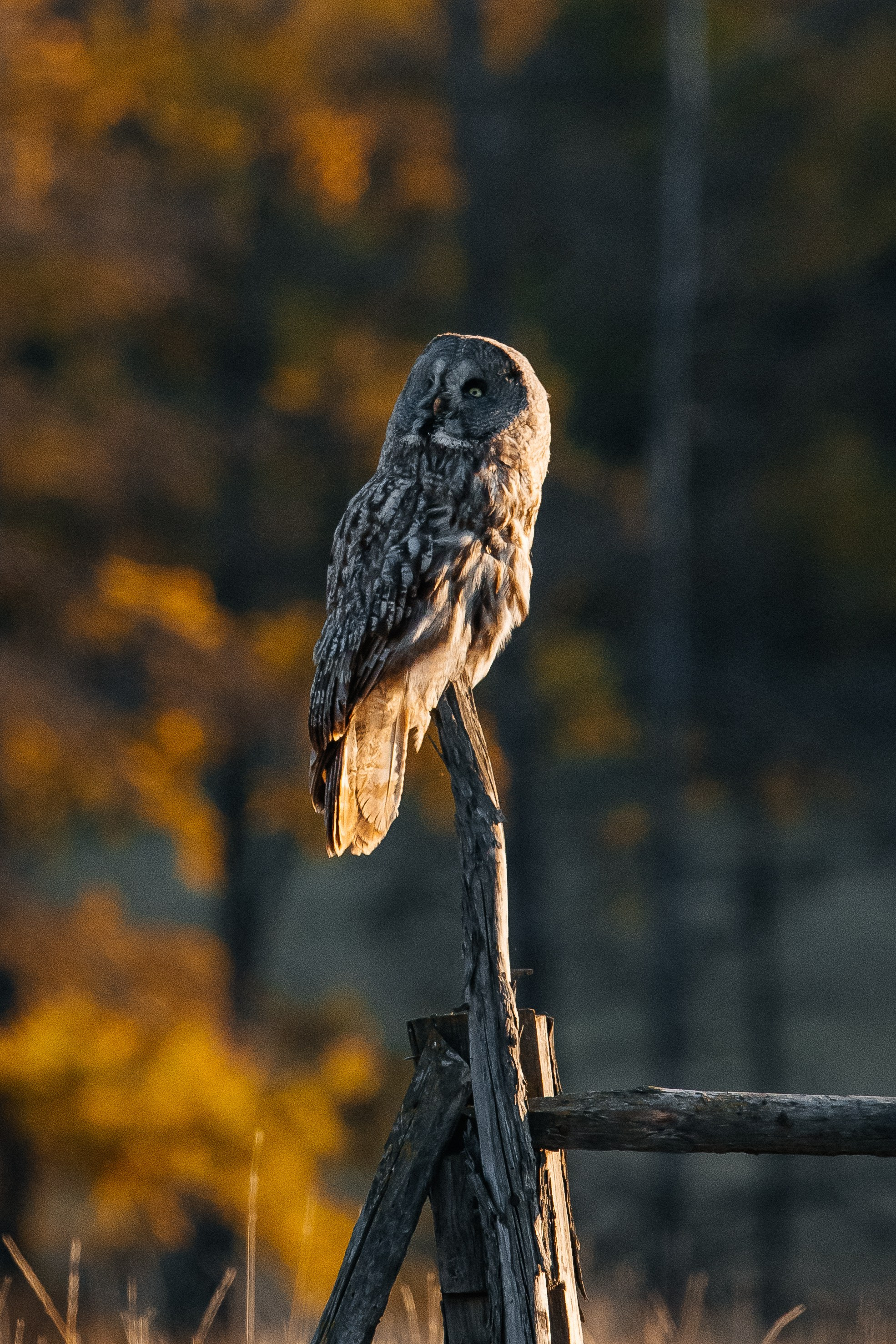 ПЕЙЗАЖ И ЛЮДИ. Саргылана Афанасьева