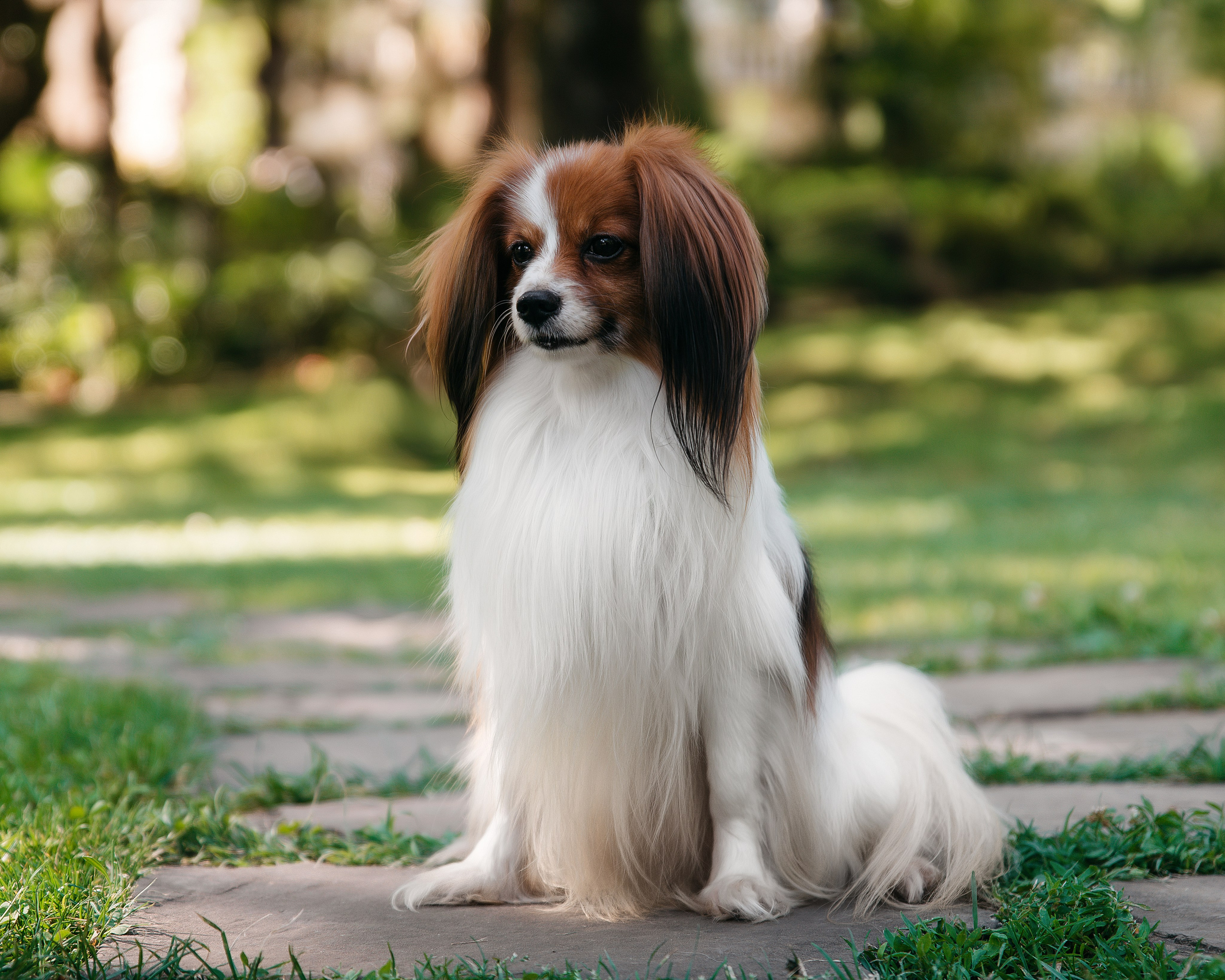 Животные. Фотограф Сочи-Краснодар