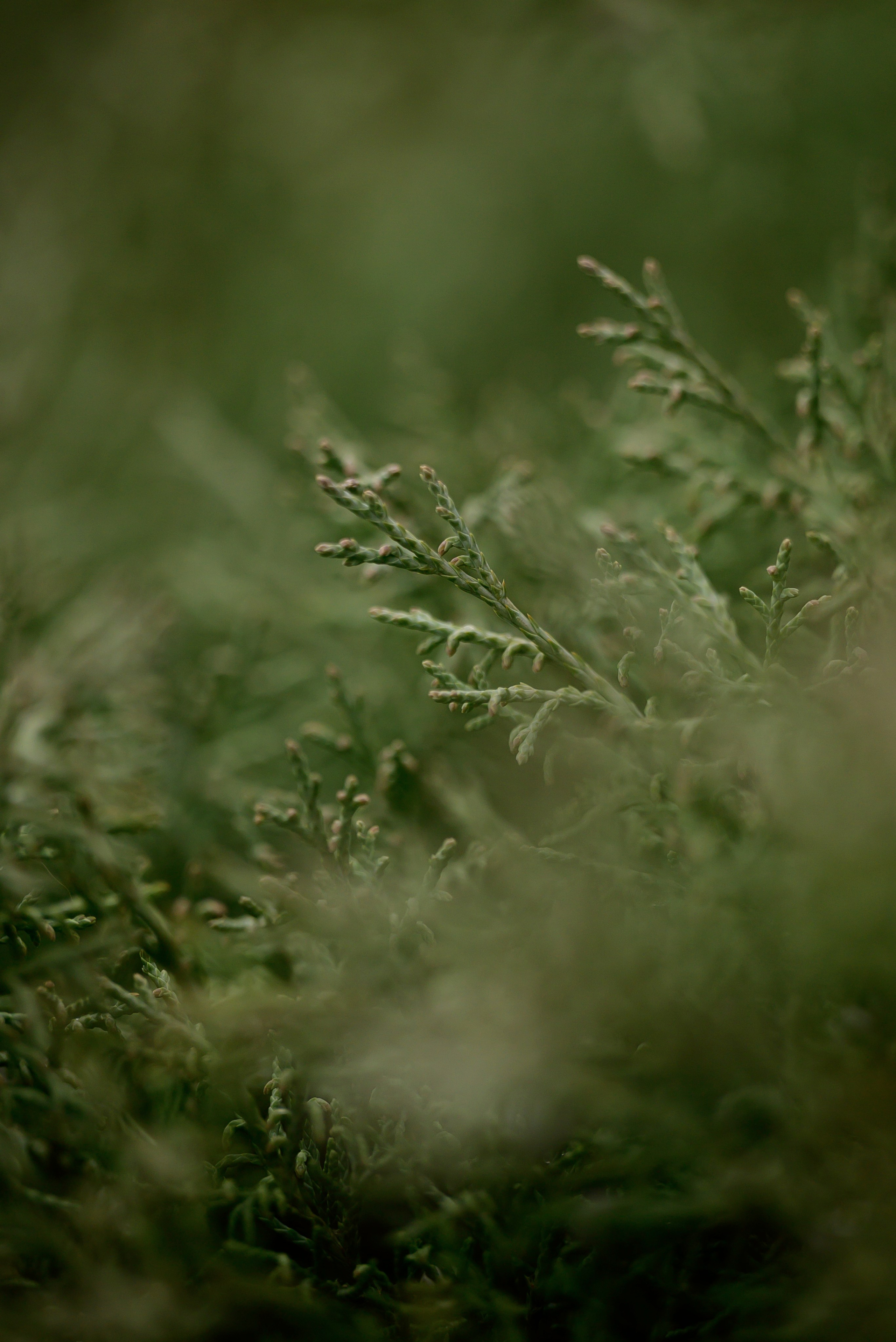 Круассанчики. Мила Астахова