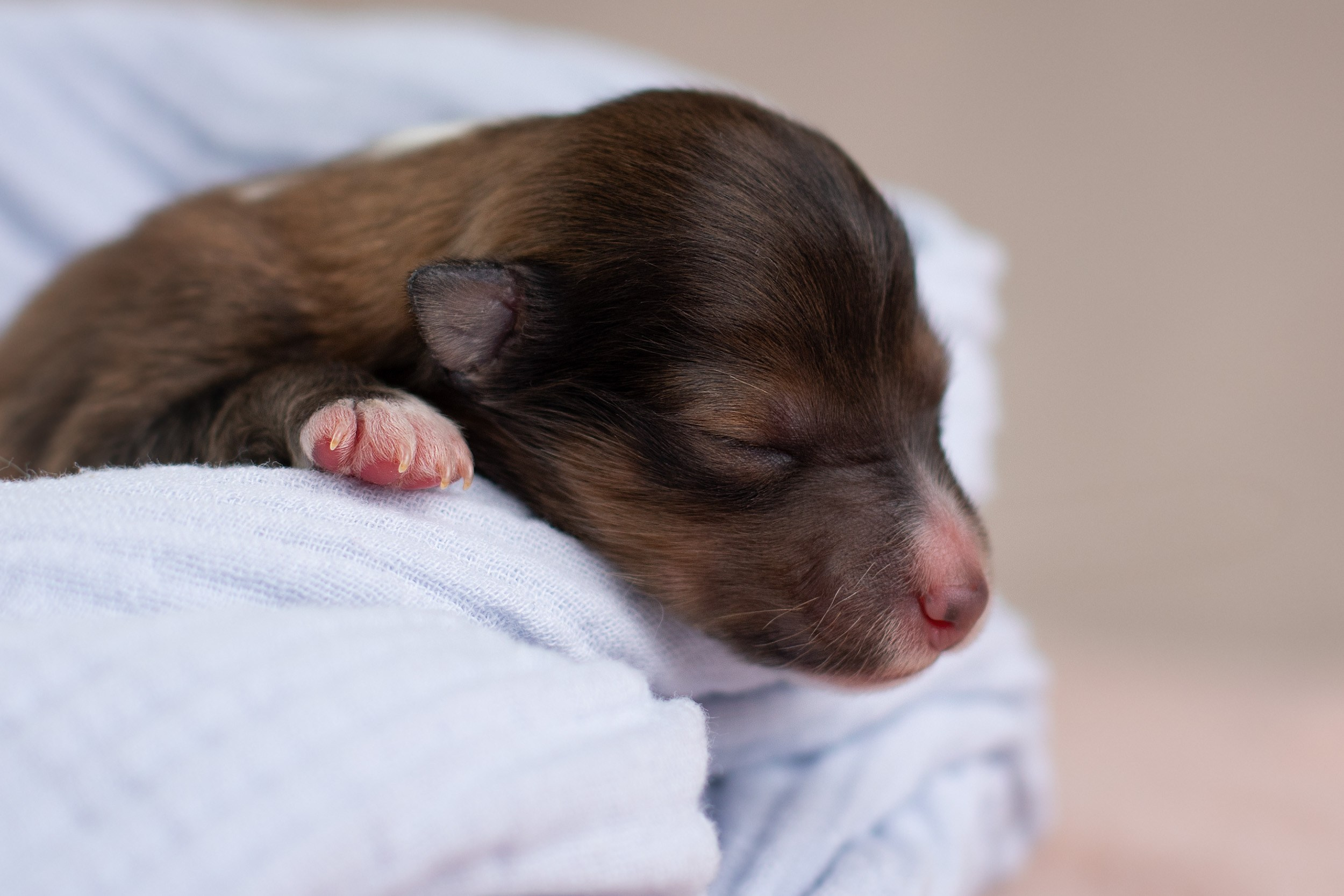 Ньюборн съемка для новорожденных щенков в доме заводчика. Фотограф-анималист в Москве и Московской области Татьяна Фролова