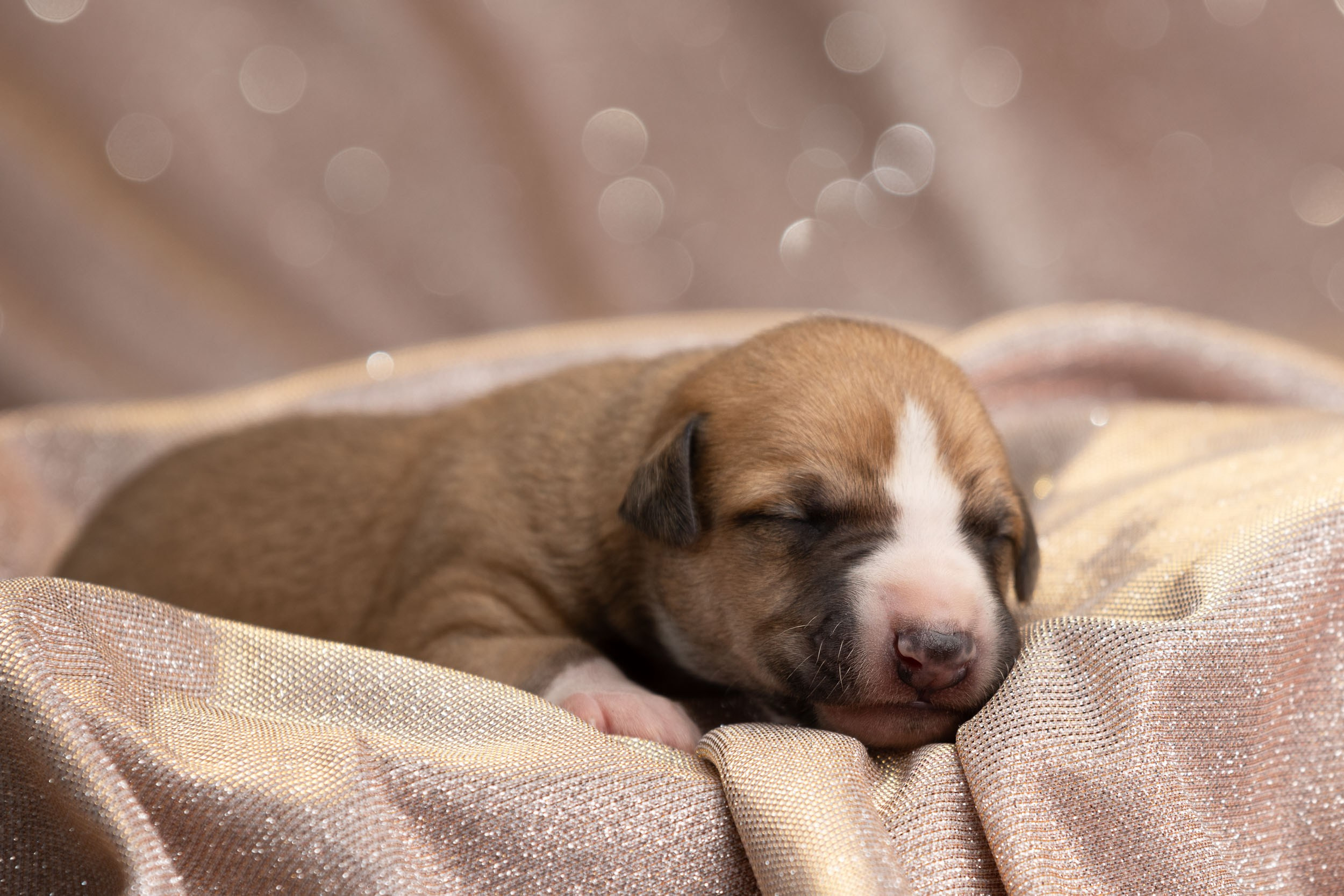 Ньюборн для щенков уиппета. Фотограф-анималист в Москве и Московской области Татьяна Фролова