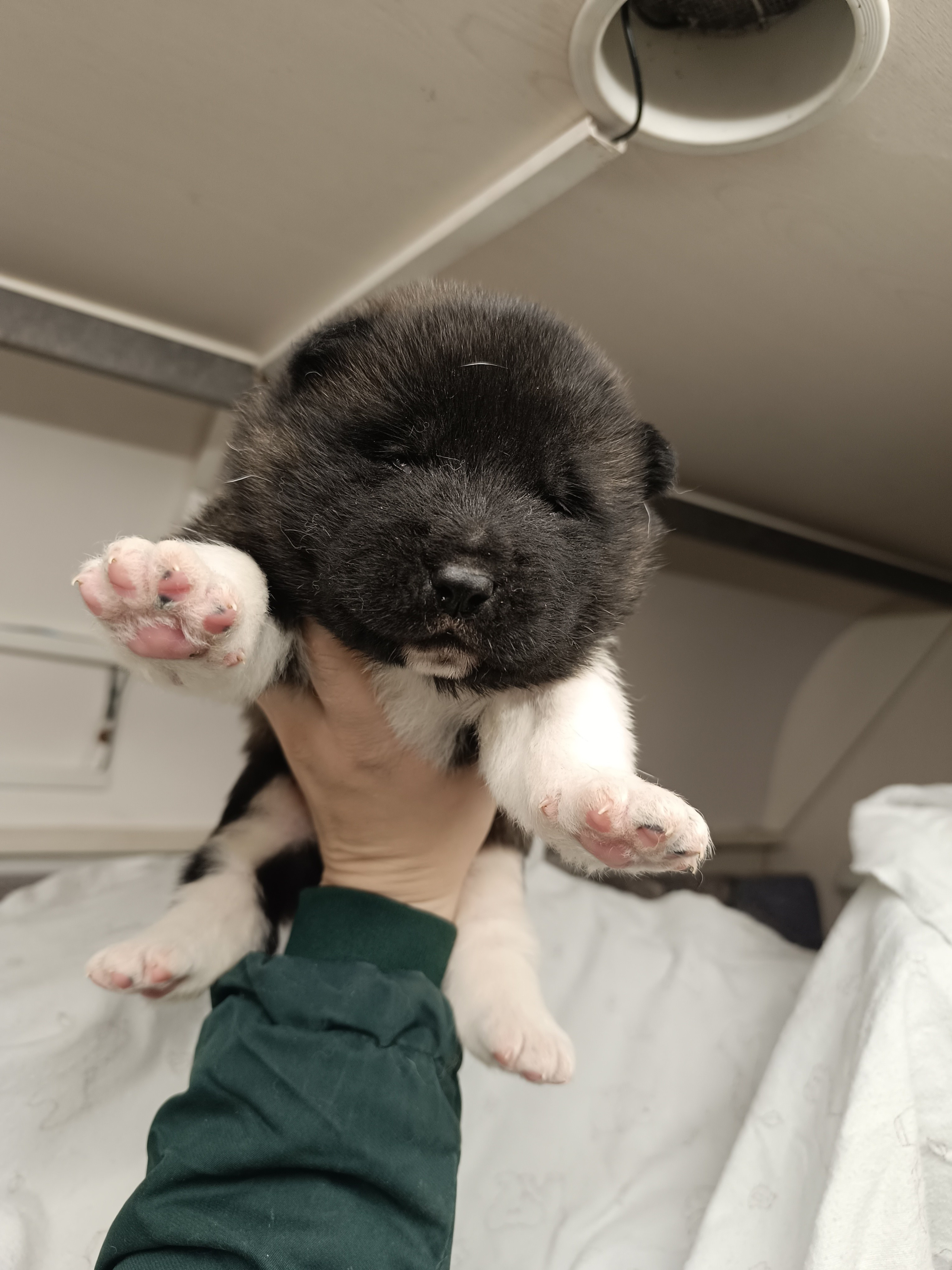 Американская акита  щенки питомник Санкт-Петербург клубные щенки Американская акита питомник RUBYLIGHT Рубилайт купить щенка американской акиты