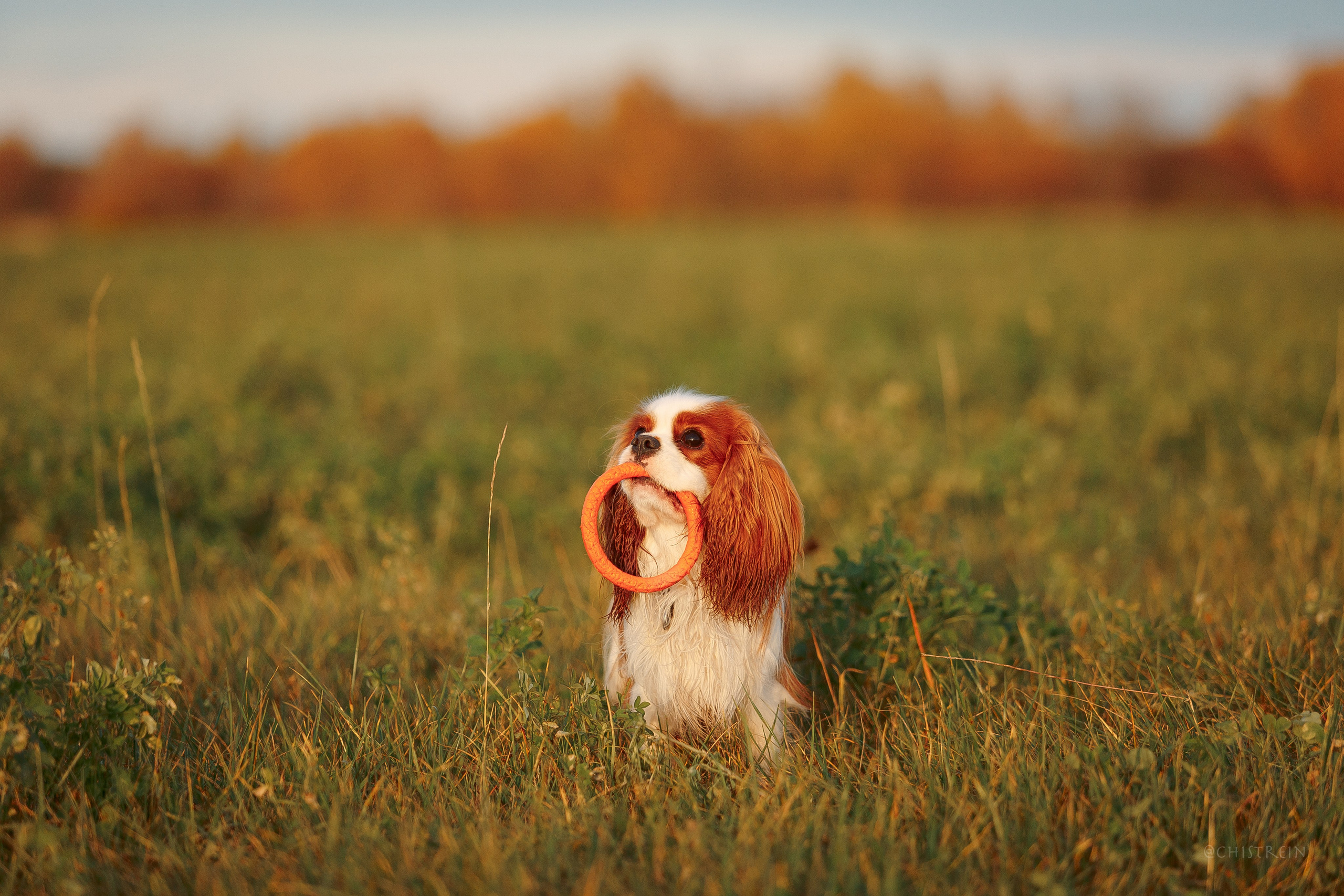 Октябрьский закат в полях. Алина и Лео. Фотограф-анималист Наталия Чистюхина в г. Сосновый Бор и ЛО