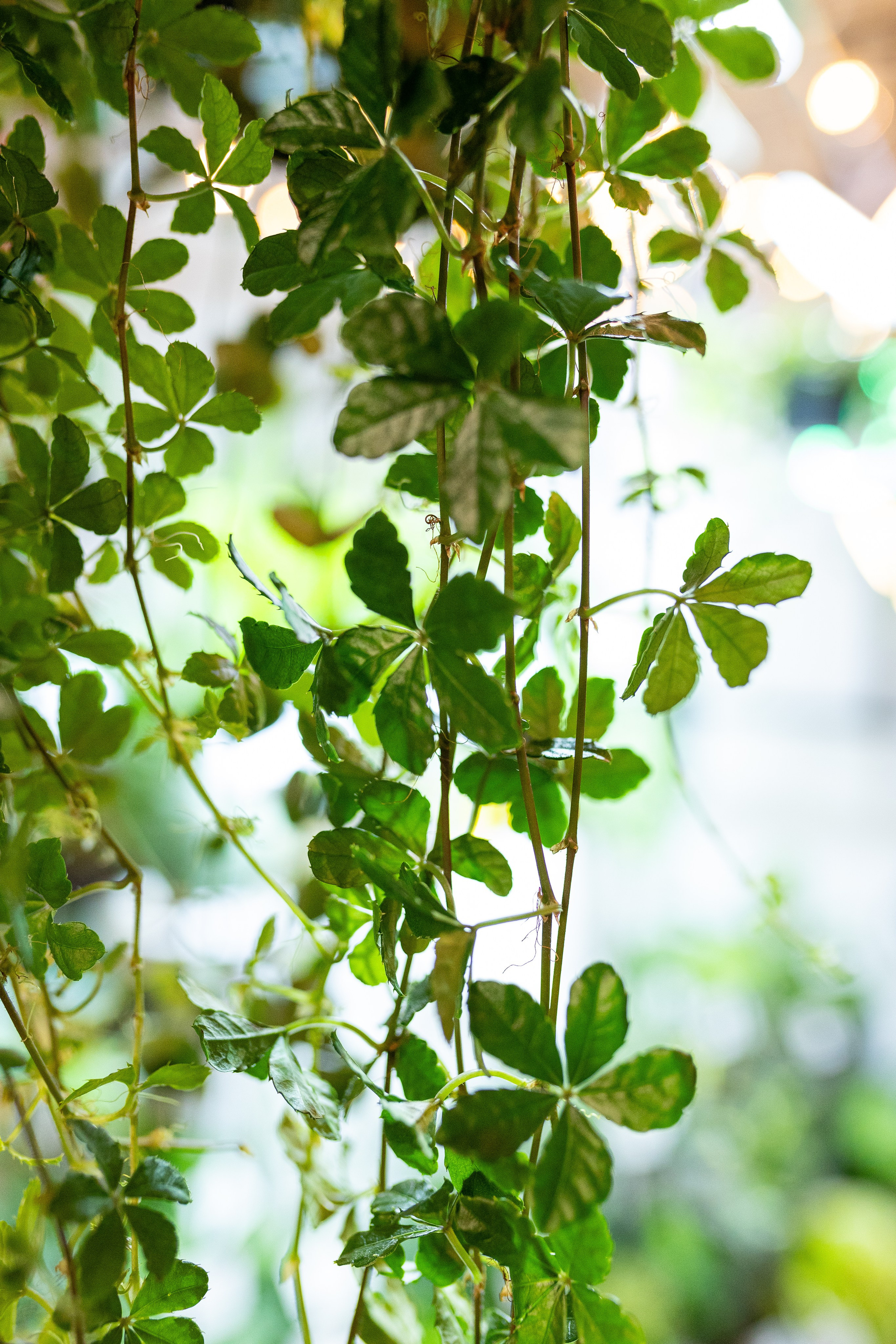 Growbox декабрь 2025. Александра Куликова фотограф, Москва