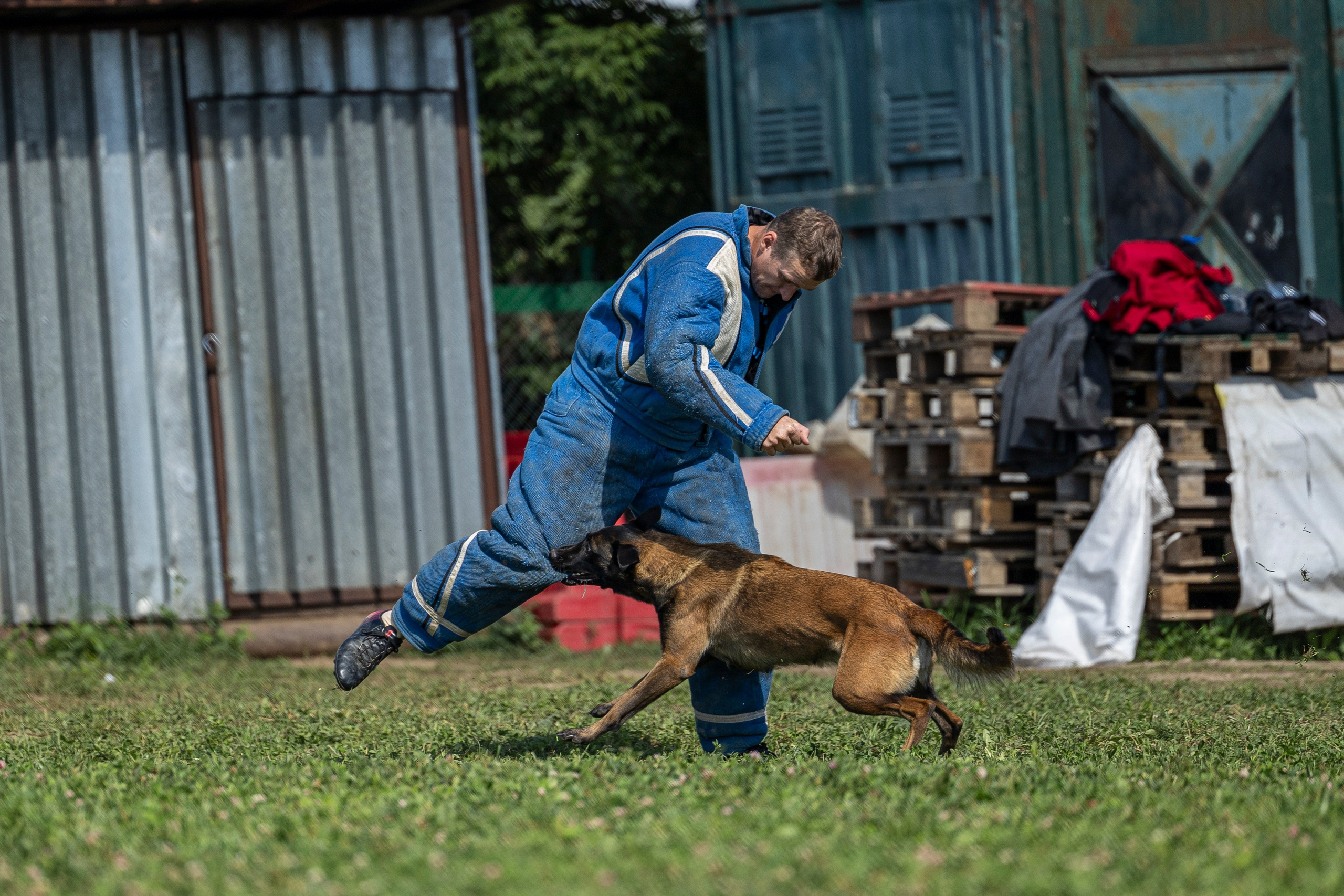 Соревнования по Мондьорингу г. Вологда 10-11.08.2024. Фотограф-анималист Анна Маринич
