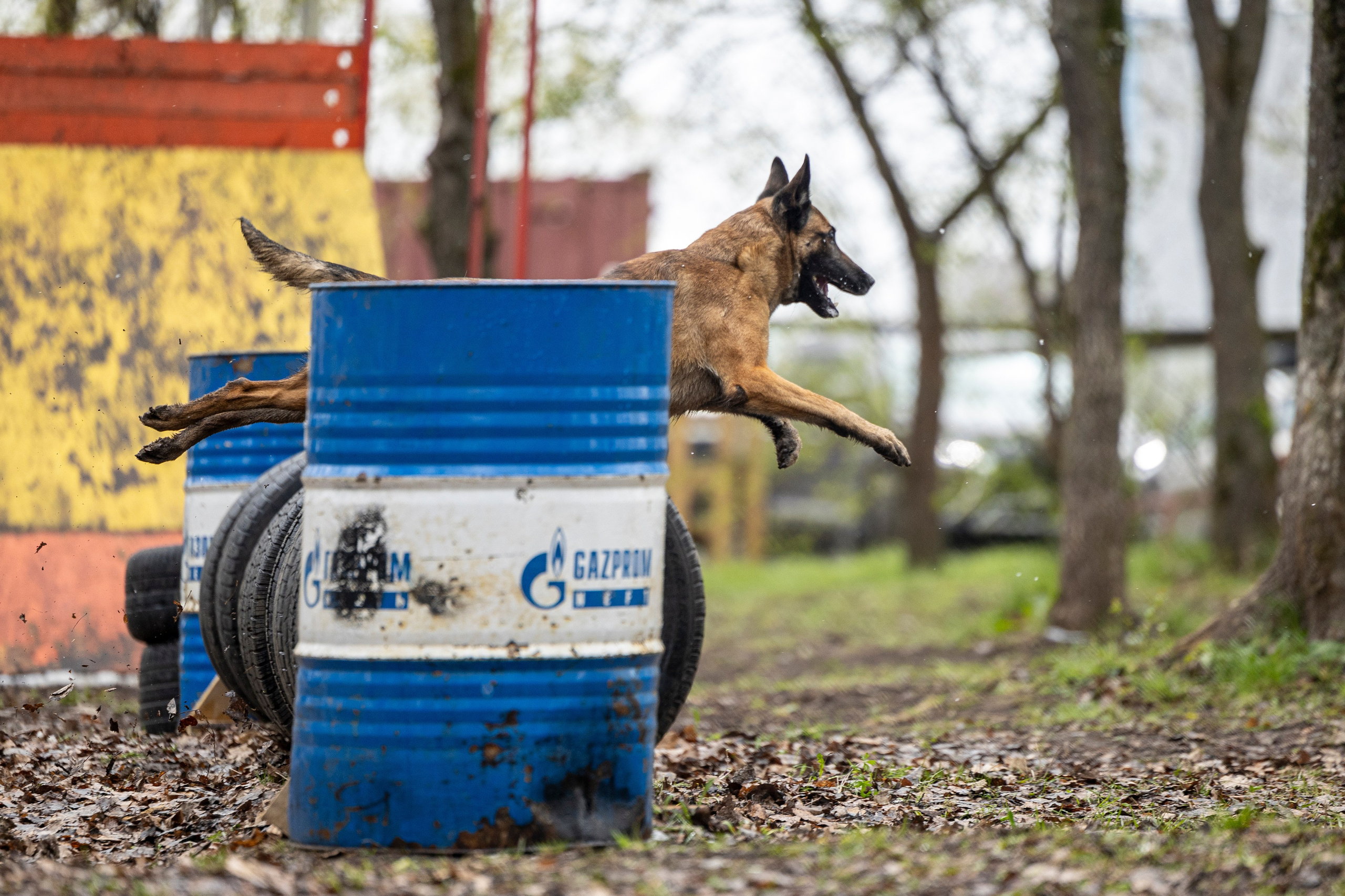 Квалификационные состязания по мондьорингу г. Вологда 11.05.24. Фотограф-анималист Анна Маринич