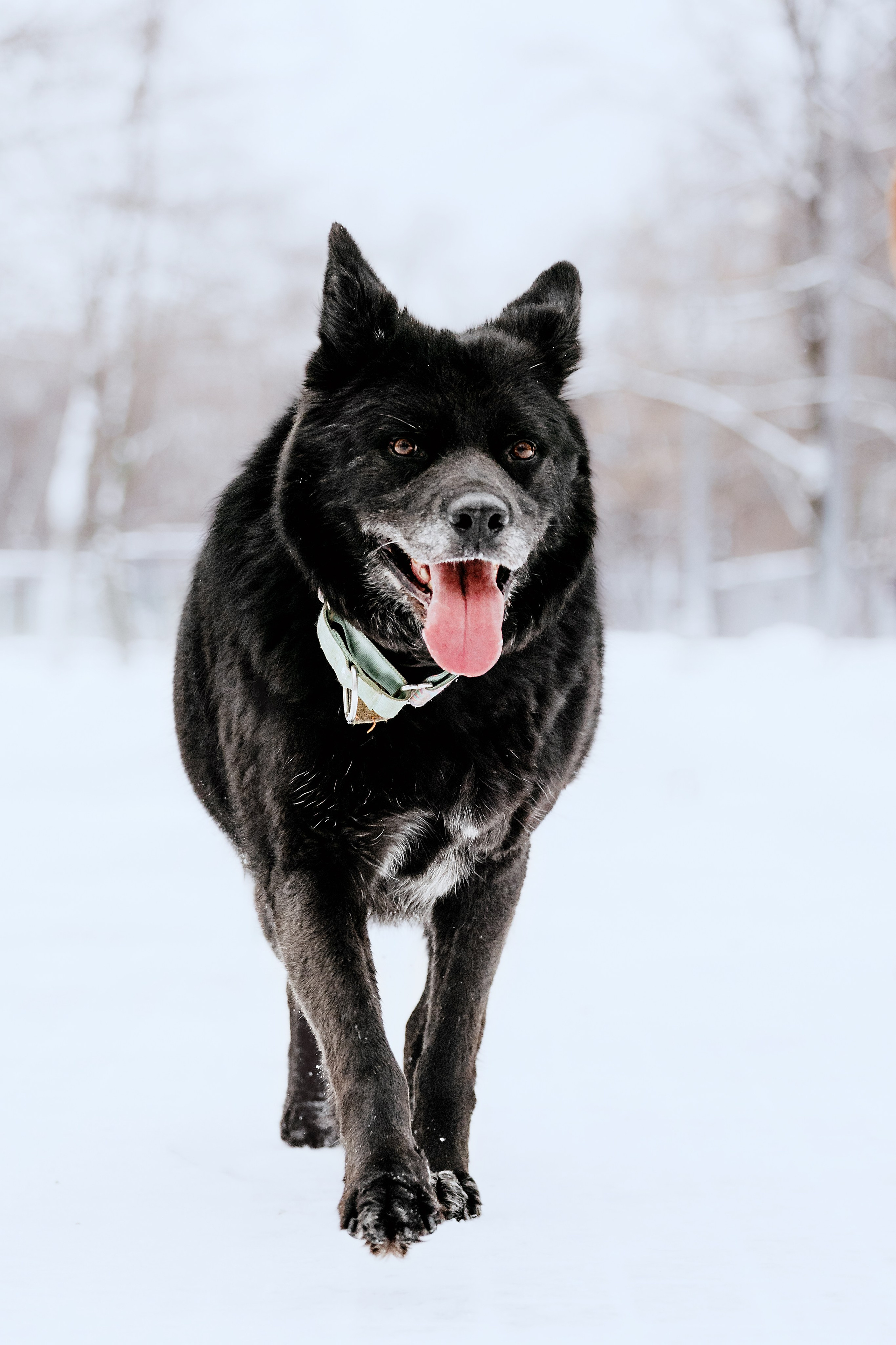 Собаки из приюта Дубовая роща зима. Фотограф-анималист Татьяна Степанова
