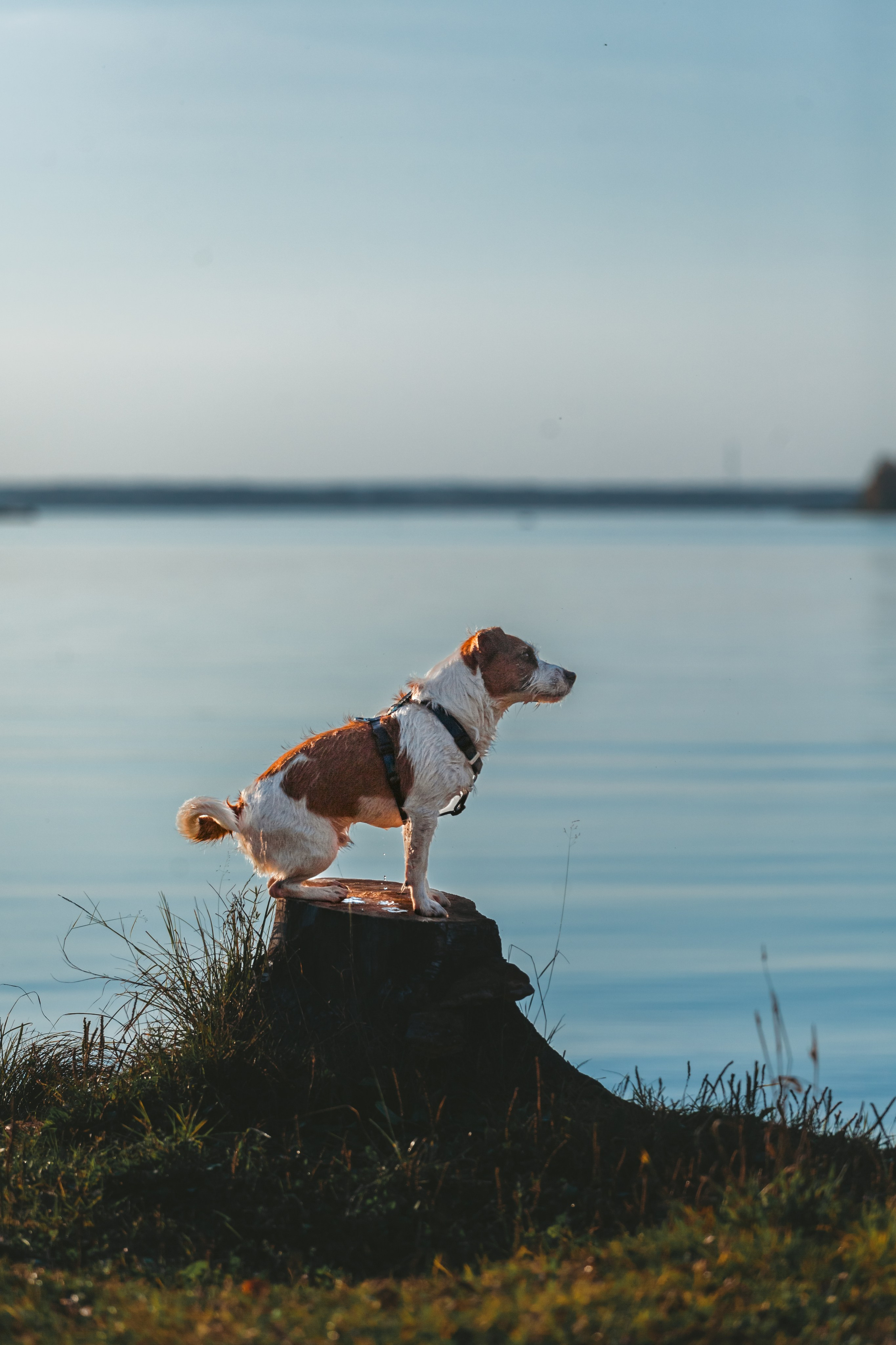Фотопрогулка в Ленобласти. Фотограф-анималист Татьяна Степанова