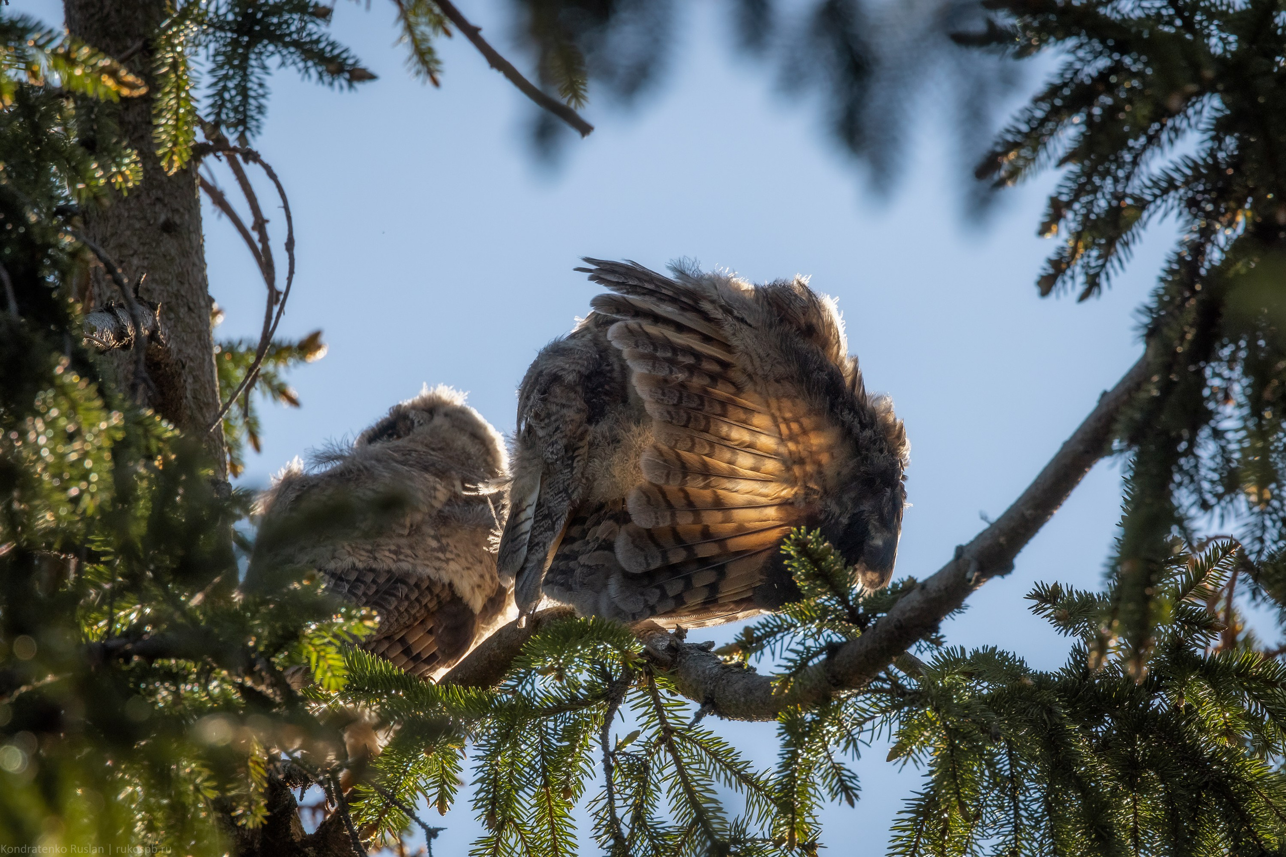 Ушастая сова. Архитектурный и пейзажный фотограф Кондратенко Руслан, Санкт-Петербург