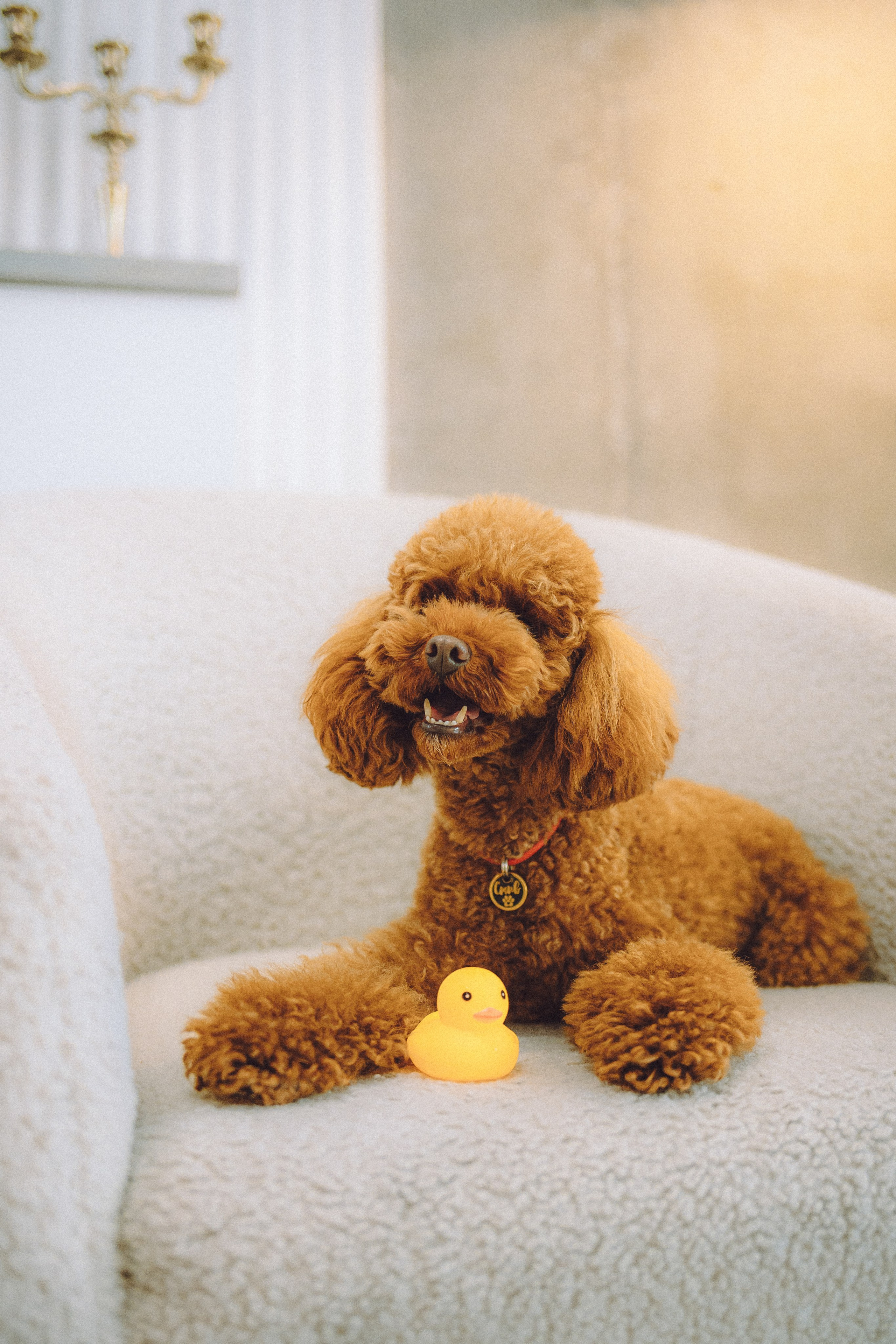 День Рождения пуделя Глаши