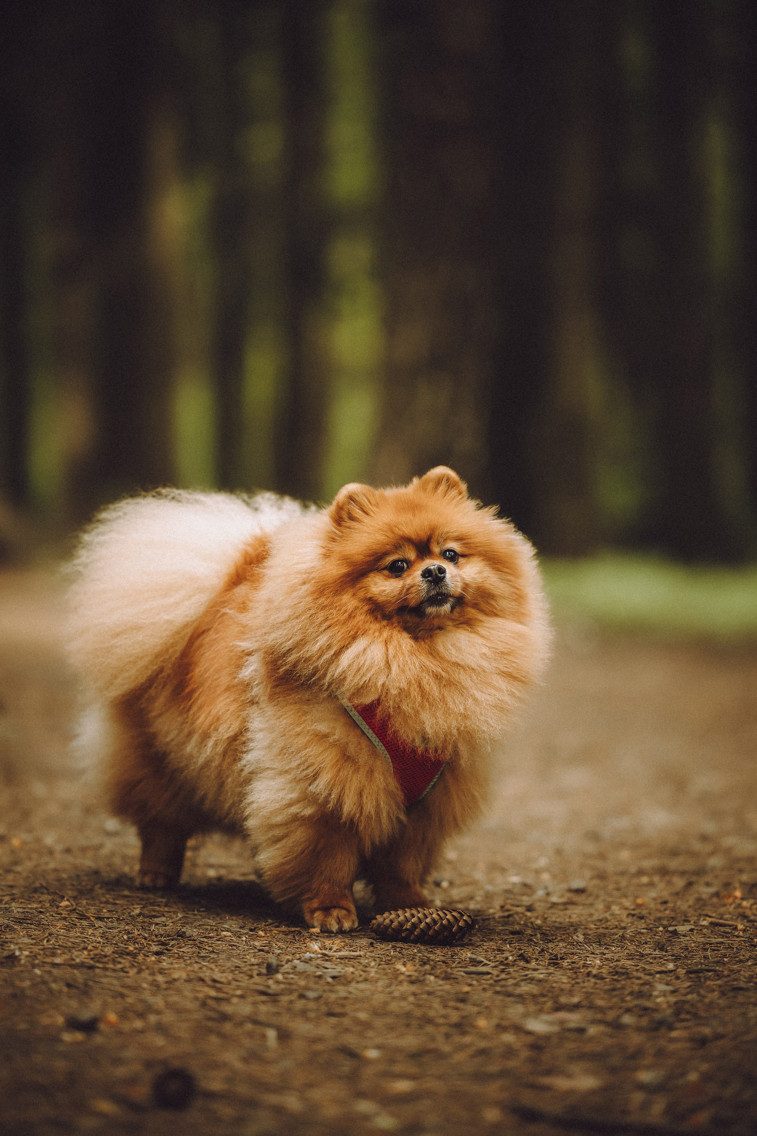 Лорик и его семья