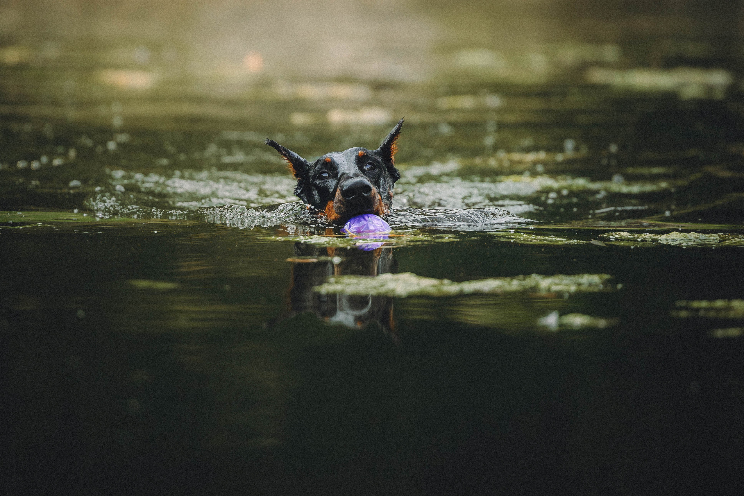 Паша и Хайди