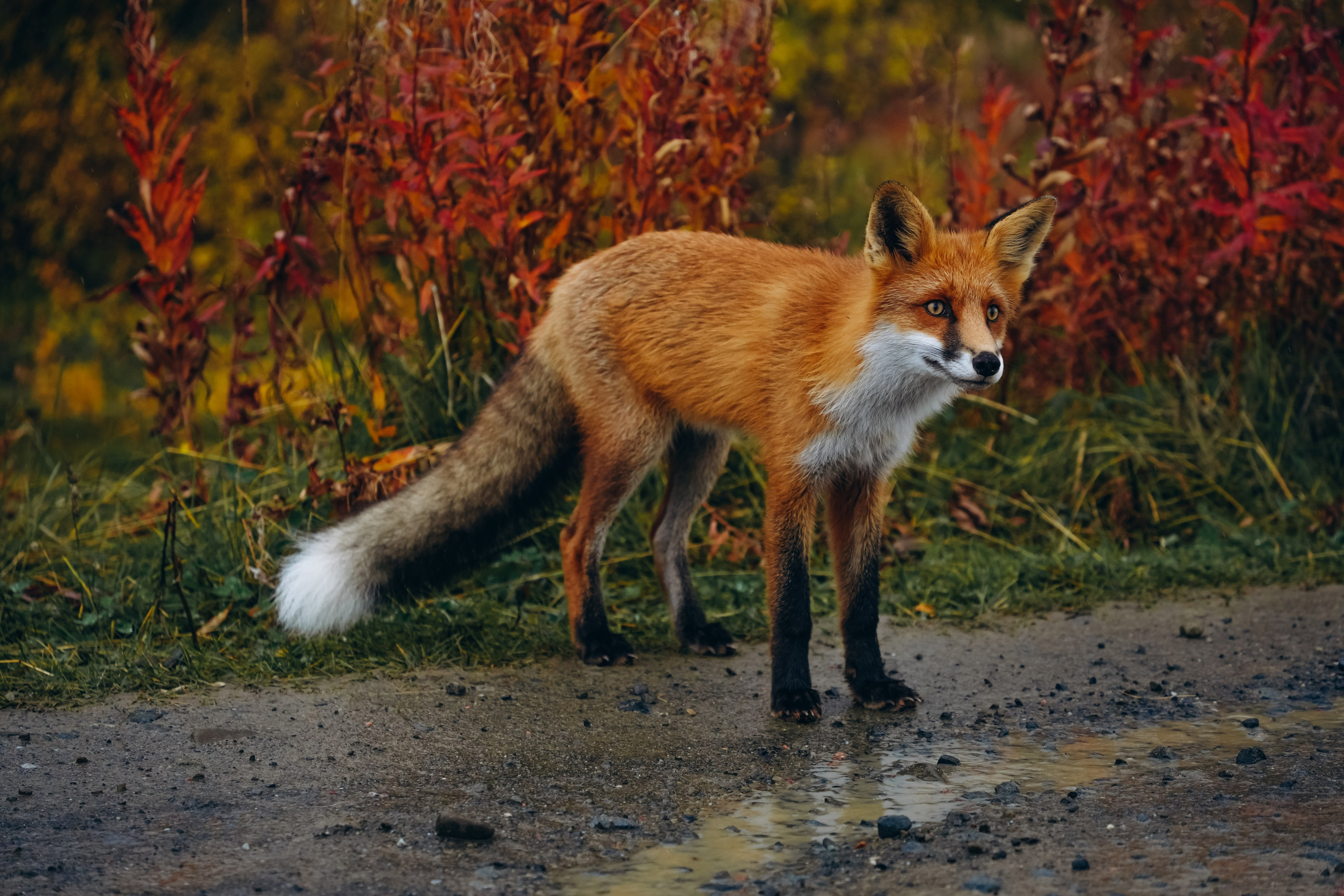 СЕВЕР. Event фотограф Степанова Александра
