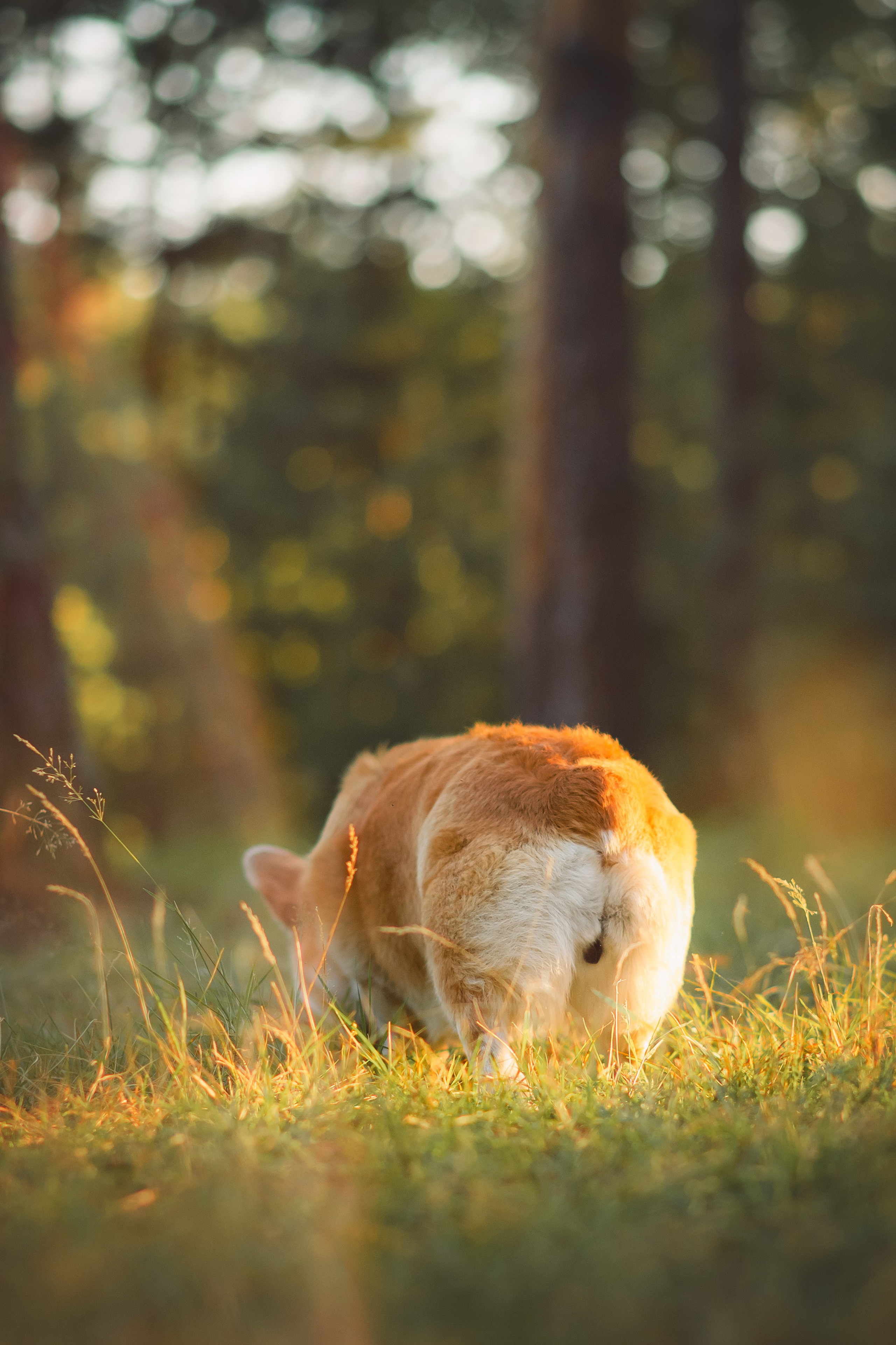 Лесная прогулка — 10.07.2024. Фотограф — Анималист | Анна Абрамова