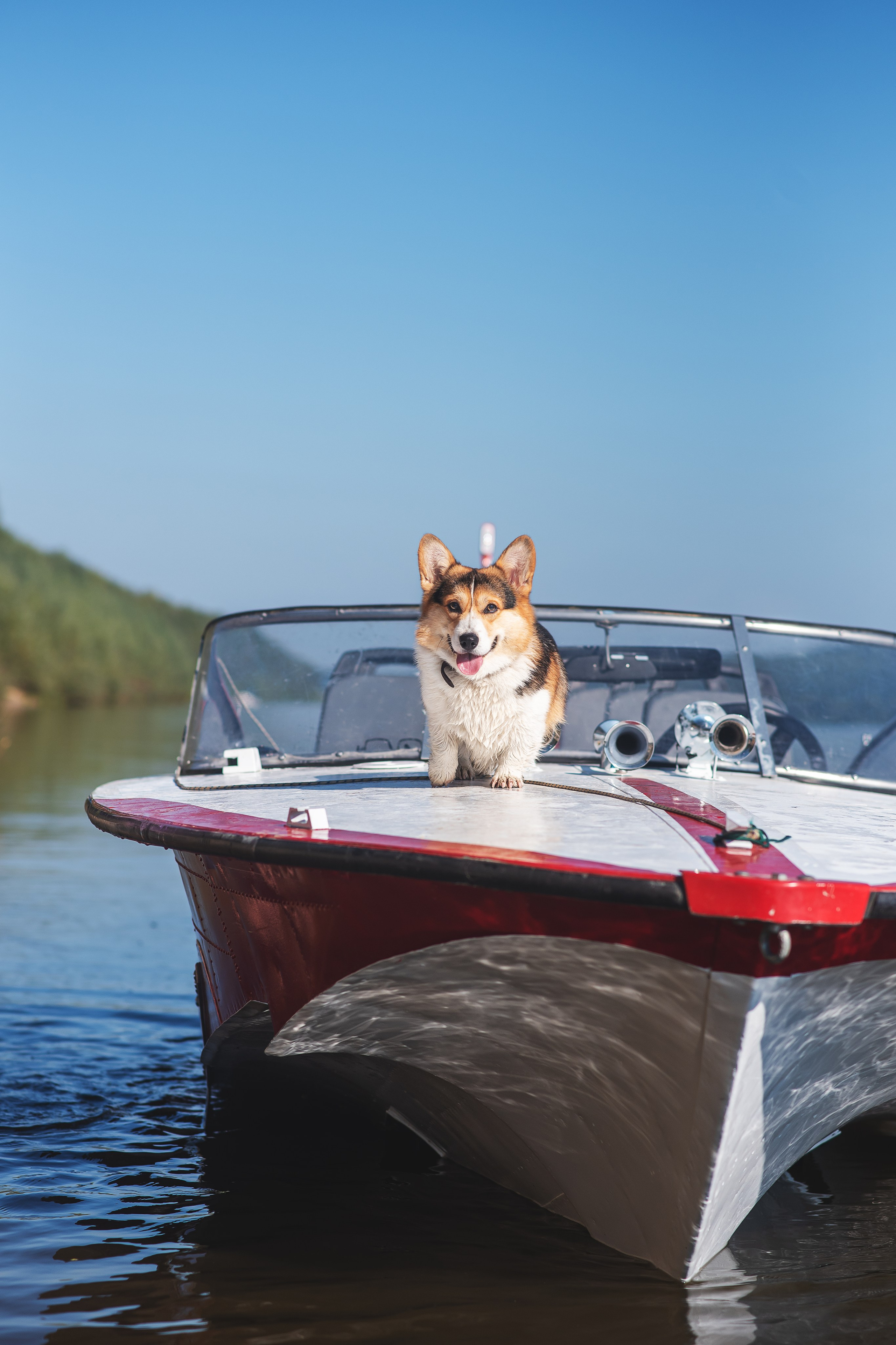 Майк и Лея — 29.08.2024. Фотограф — Анималист | Анна Абрамова