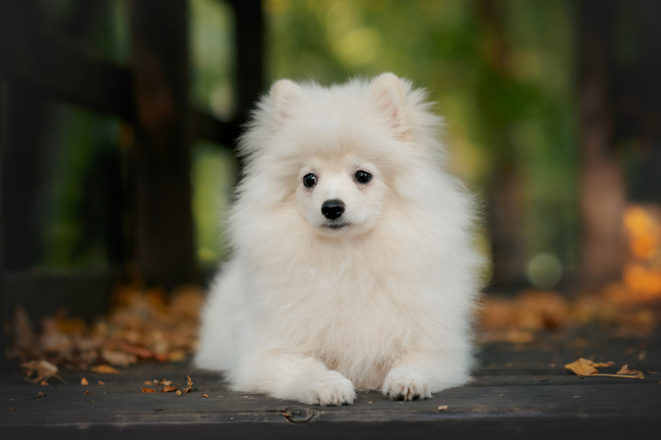 Малый немецкий шпиц — 18.09.2025. Фотограф — Анималист | Анна Абрамова