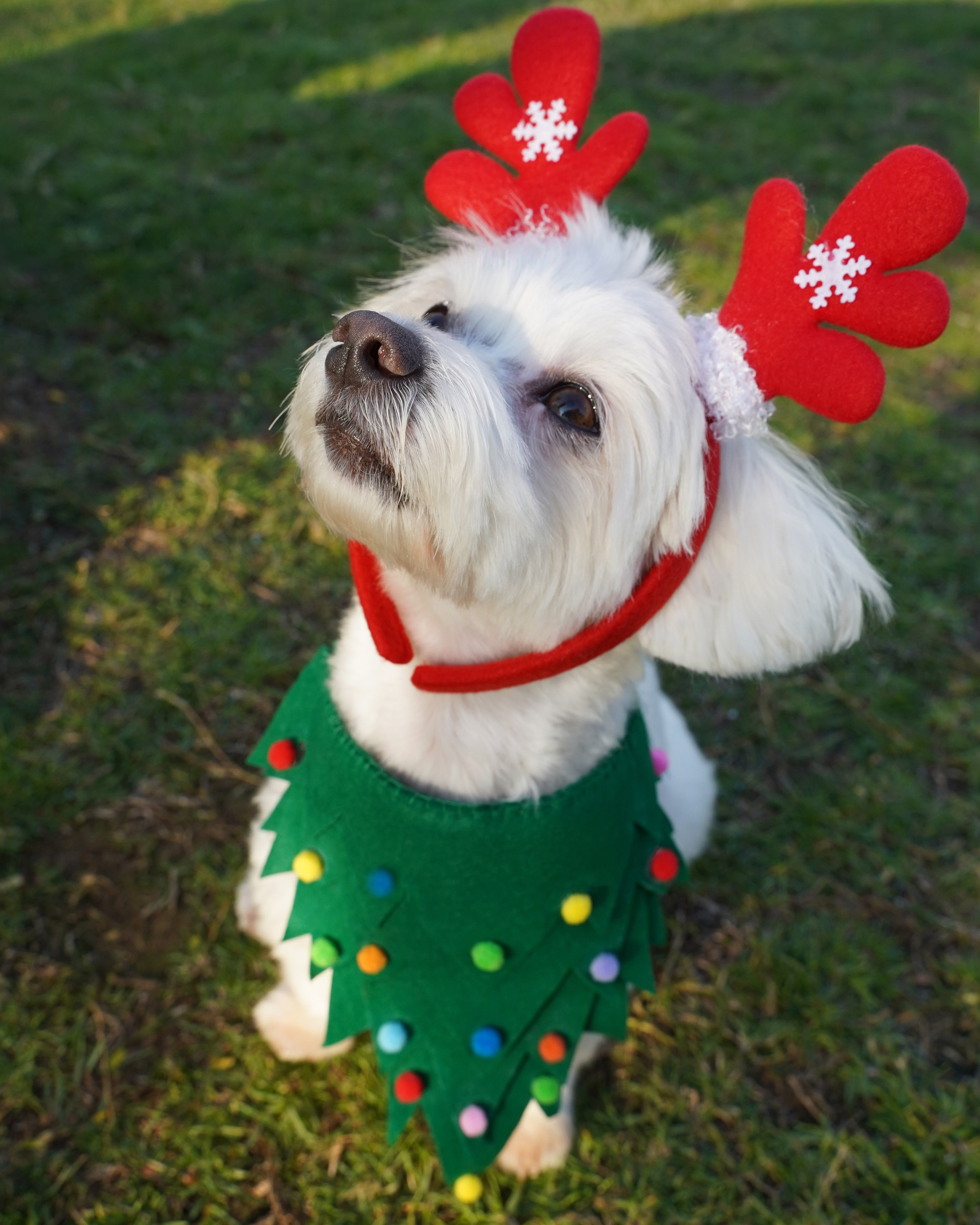 Dogs Christmas trees. Katyavasileva