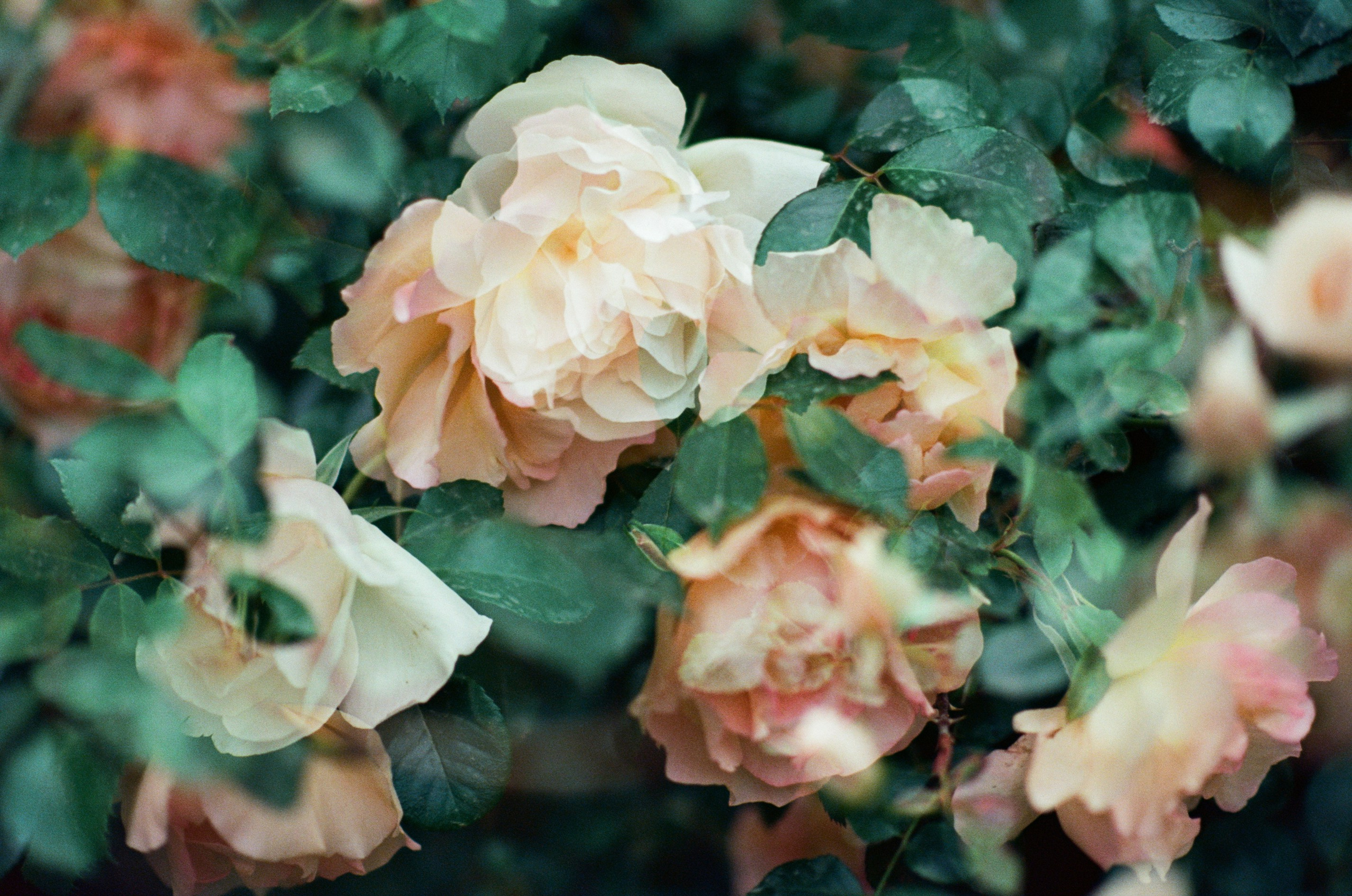 Pain shopping // ukraine, crimea V. EVER EXPOSED