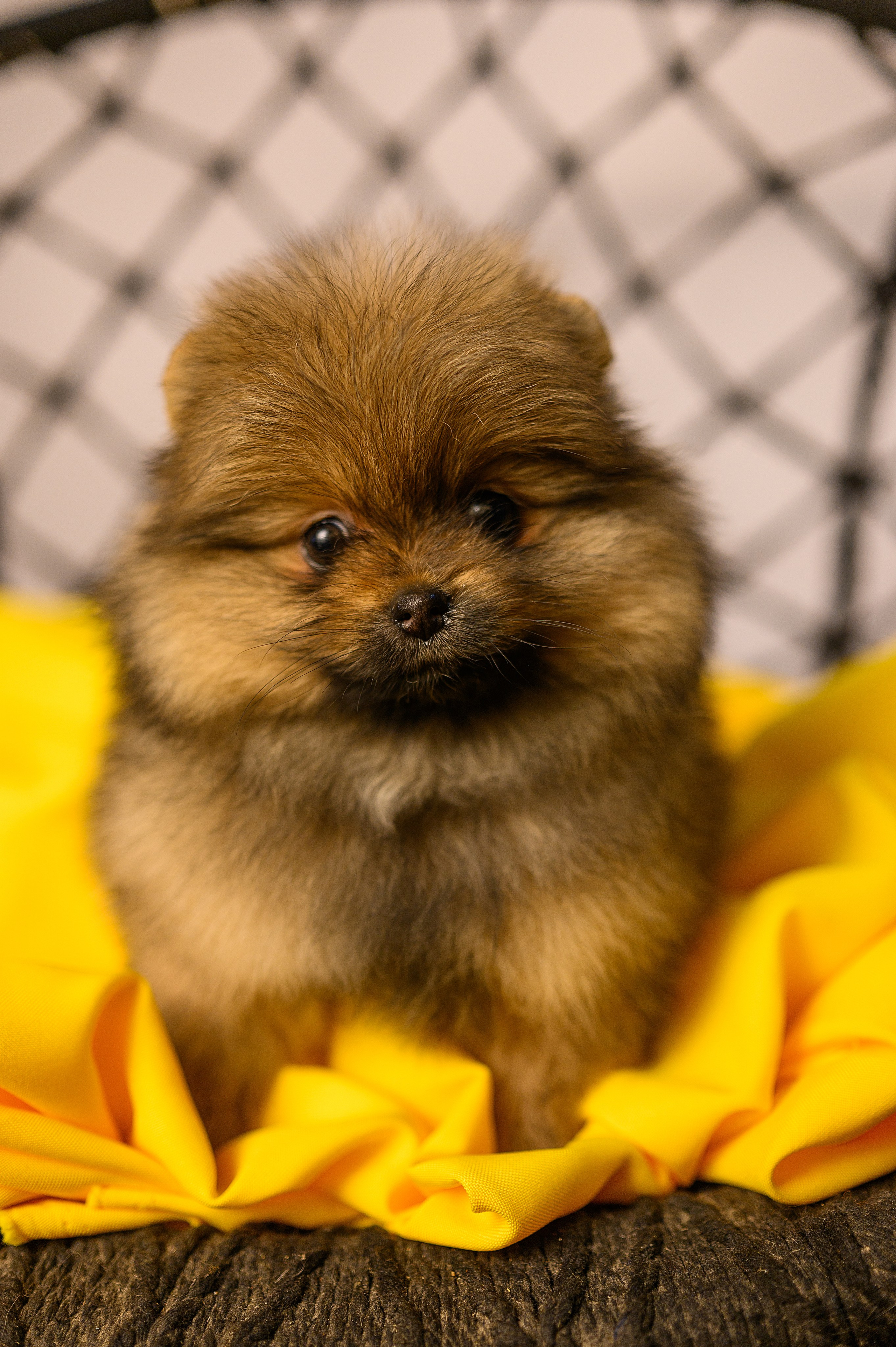 Питомник шпицев в Волгодонске. Фотограф Елизавета Жуйкова | Фотосессии в Волгодонске: портретные, лав стори, семейные